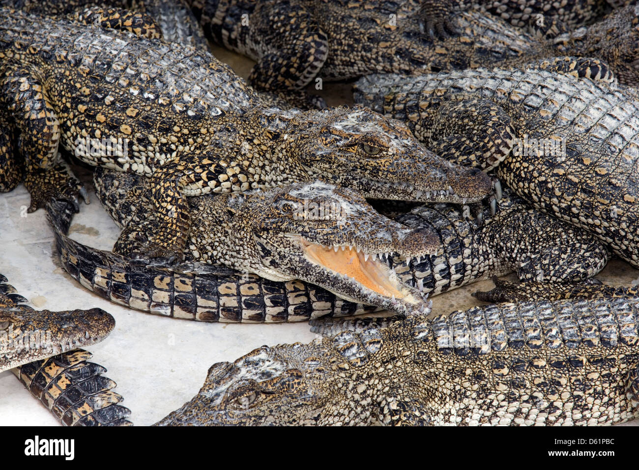 La péninsule de Zapata : Boca de Guama / ferme des crocodiles juvéniles entassés ensemble Banque D'Images