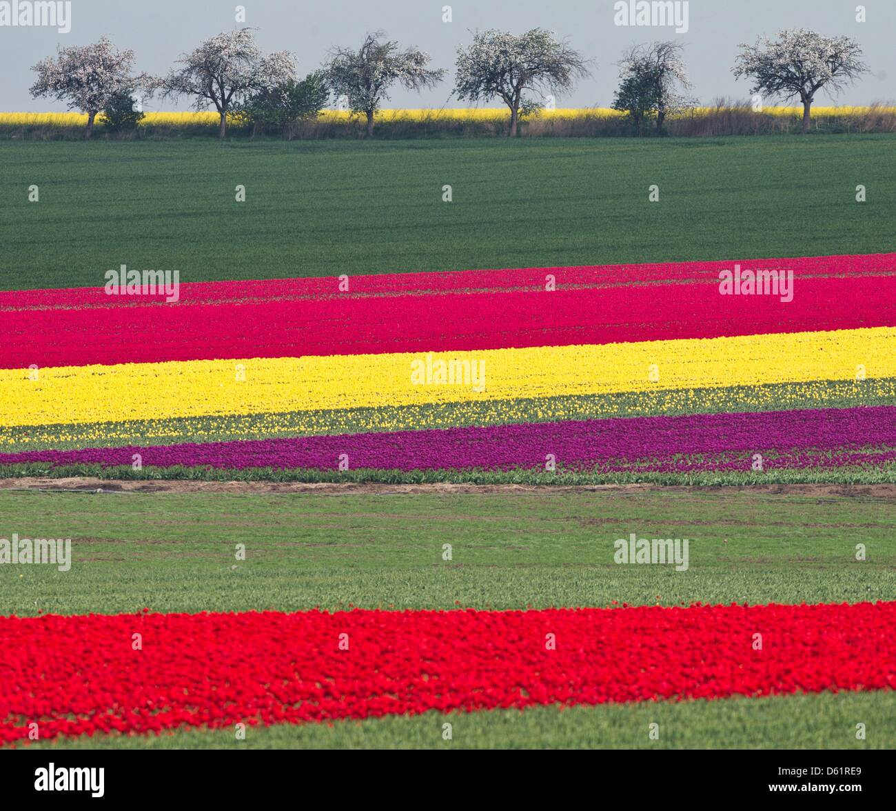 Tulipes fleurs sur un champ de la compagnie dans des cultures spéciales Degenhardt, Schwaneberg Allemagne, 30 avril 2012. Les tulipes sont plantés pour leurs lampes. Photo : JENS WOLF Banque D'Images