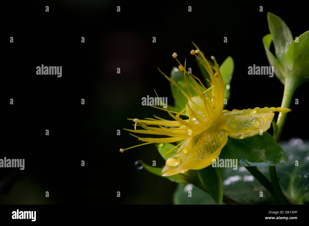 'Perforer-St John's Wort' (Hypericum pulchrum) sur un fond sombre. Banque D'Images