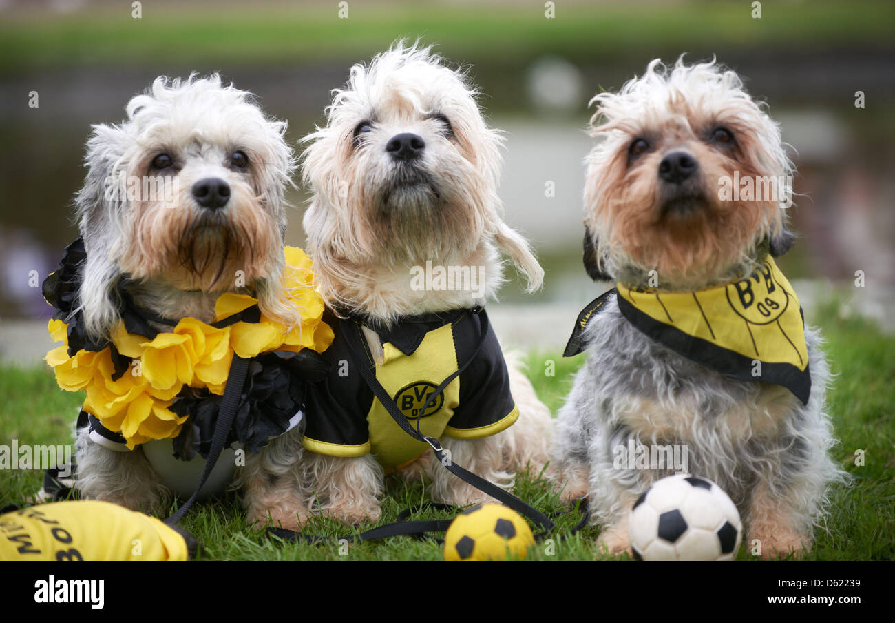 Trois Dandie Dinmont terriers d'engrenage du ventilateur de l'usure de la Bundesliga allemande soccer club Borussia Dortmund lors d'un appel à la photo salon Dog & Animal (Hund & Heimtier) à Dortmund (Allemagne), 09 mai 2012. Plus de 8500 chiens de 35 pays représentant 267 races sont attendus au Westfalenhalle pour le VDH Champion d'exposition du 11 au 13 mai 2012. Les chats, les poissons reptiles et ra Banque D'Images