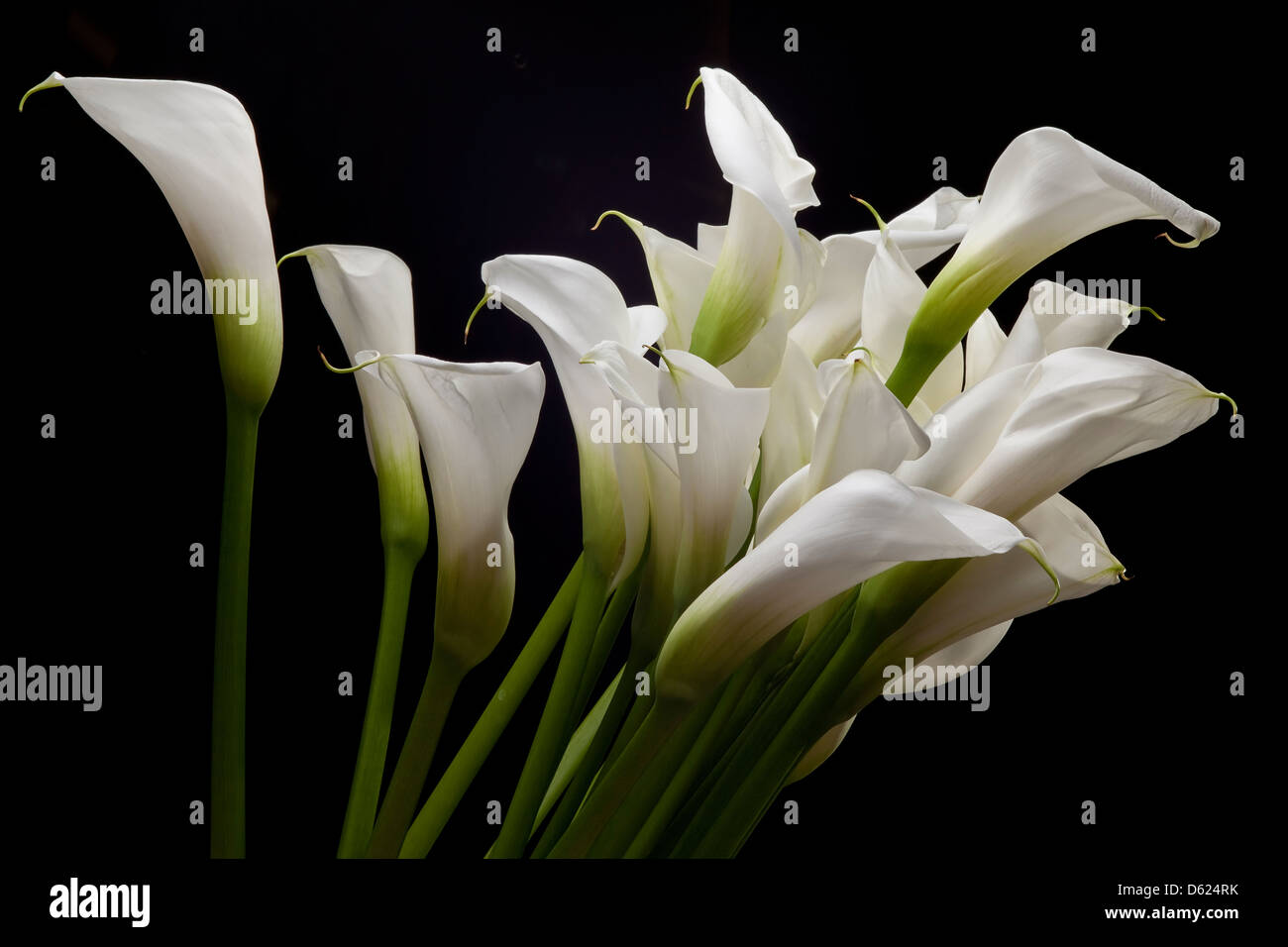 Fleurs Banque D'Images