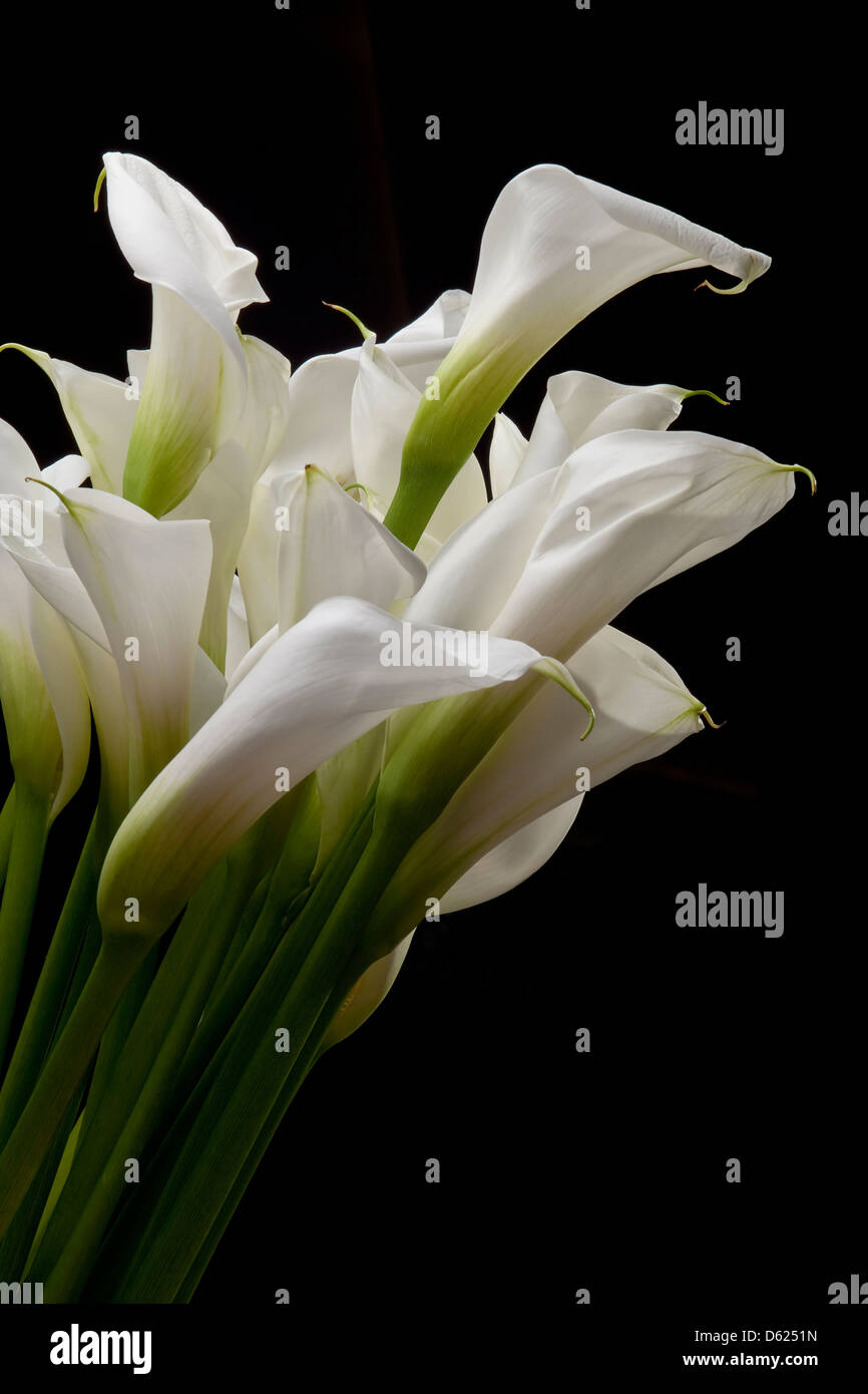 Fleurs Banque D'Images