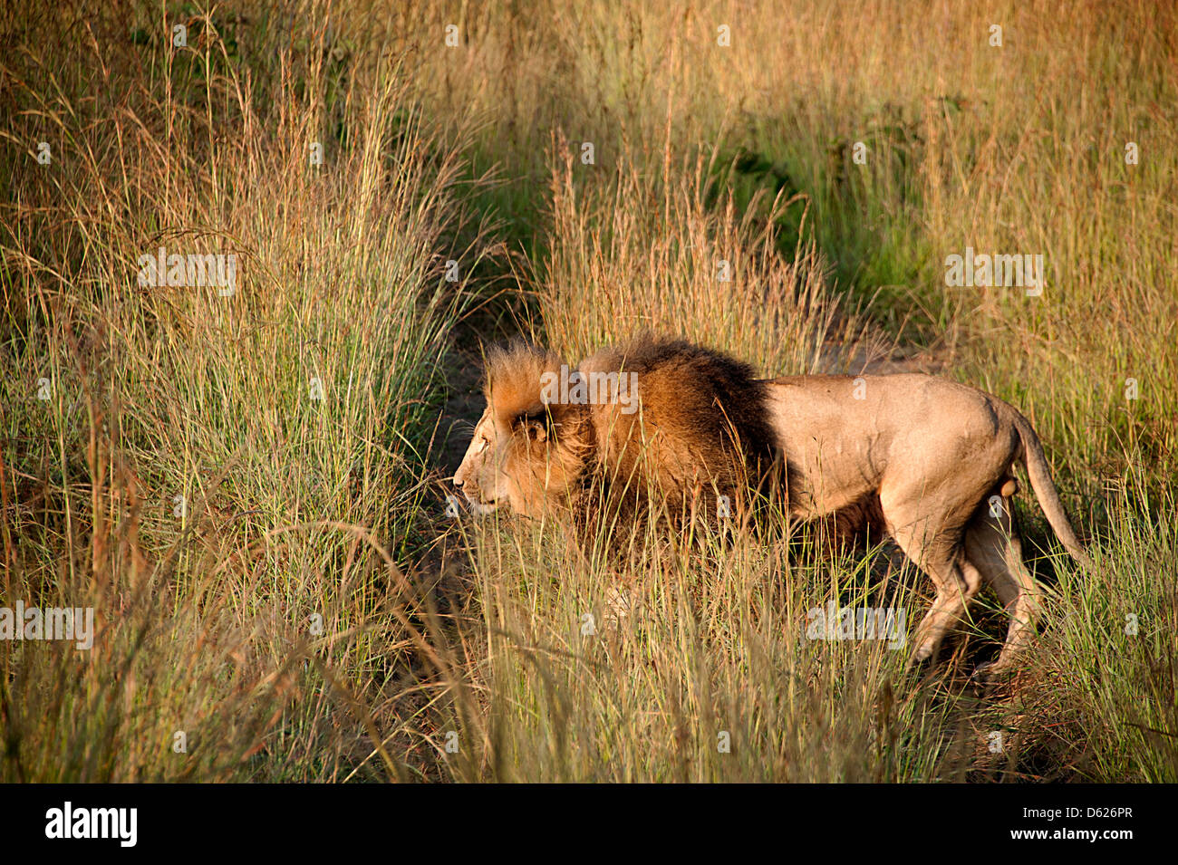 African lion mâle au petit matin à Antelope Park, le Zimbabwe, l'Afrique. Banque D'Images