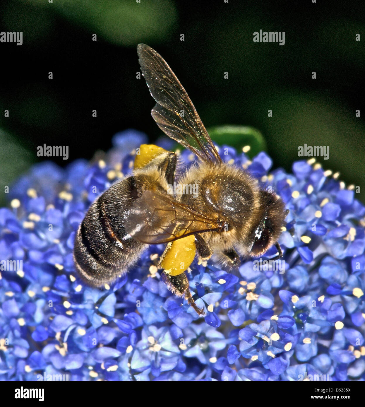 Abeilles l'abeille, dans l'ouest de l'Abeille Abeille domestique (Apis mellifera) collecte de nectar et pollen Banque D'Images