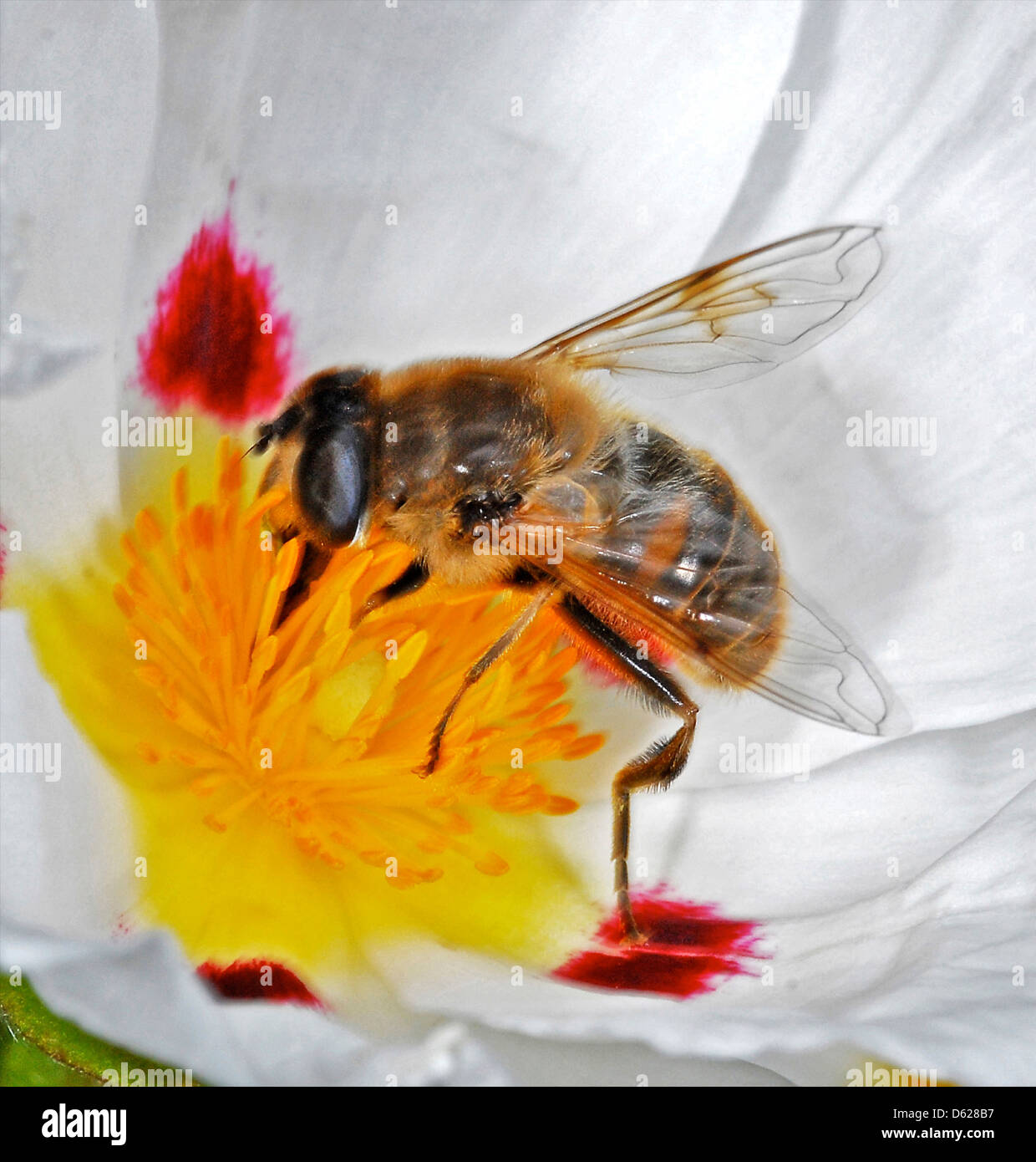 Abeilles l'abeille, dans l'ouest de l'Abeille Abeille domestique (Apis mellifera) collecte de nectar et pollen Banque D'Images