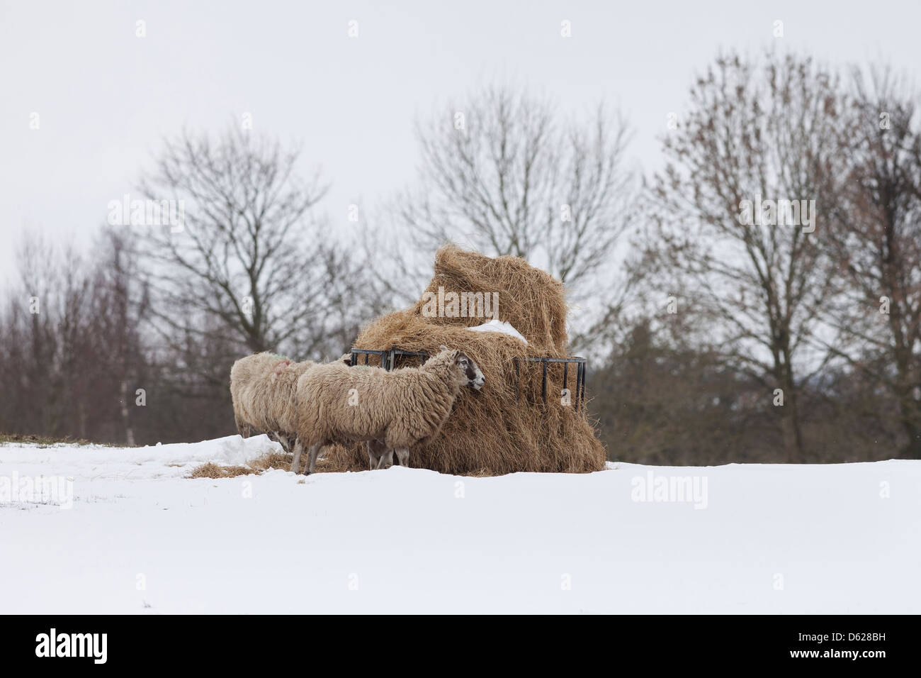 L'alimentation des moutons sur le foin d'un convoyeur d'animaux dans la neige UK Banque D'Images