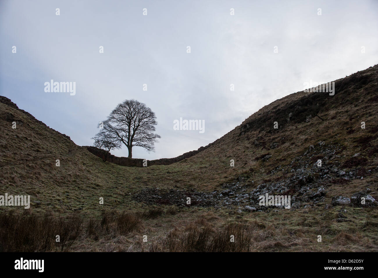 Mur d'Hadrien sycamore gap Northumberland Banque D'Images