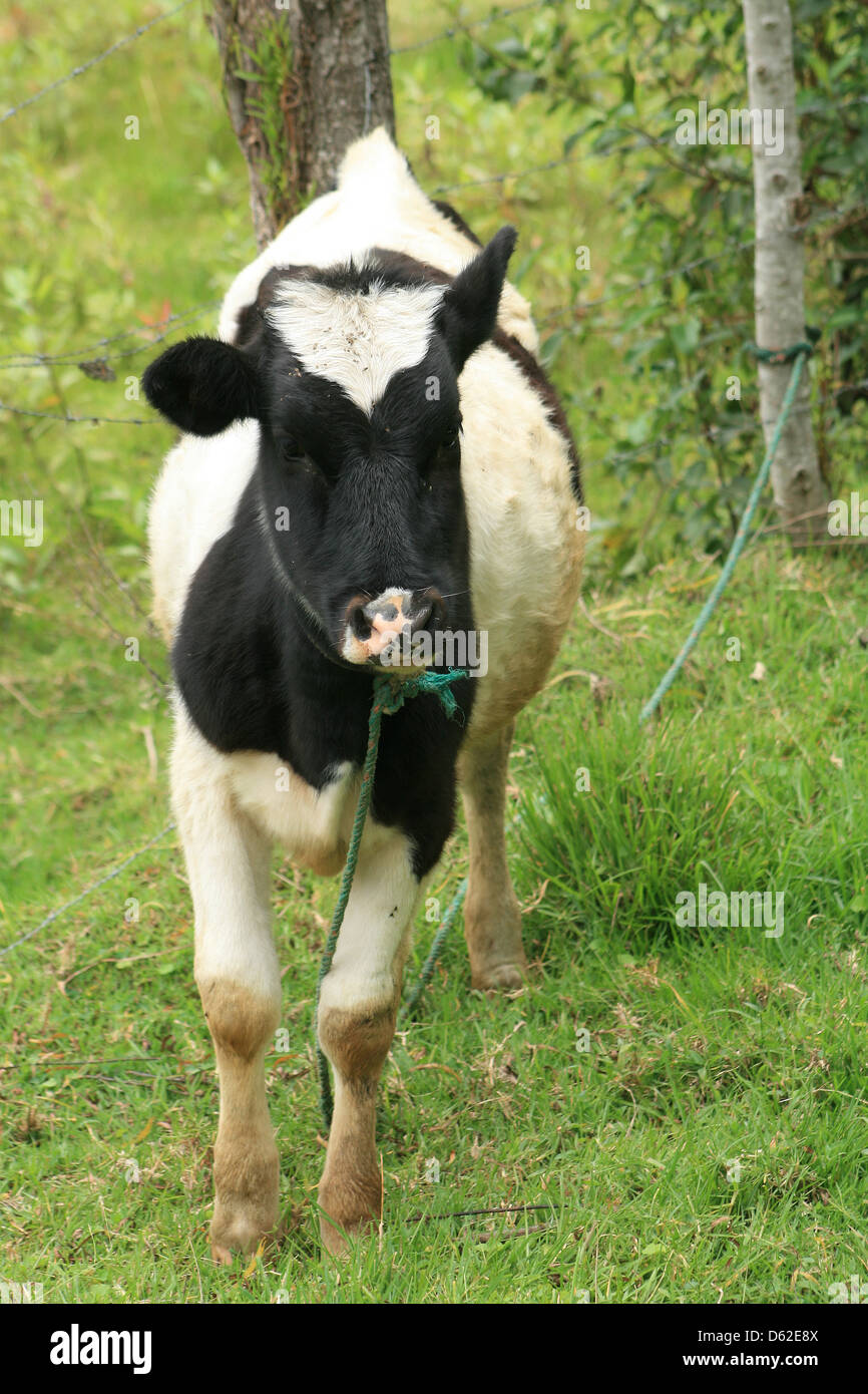 Un veau Holstein debout dans l'herbe dans un champ les agriculteurs à Cotacachi (Équateur) Banque D'Images