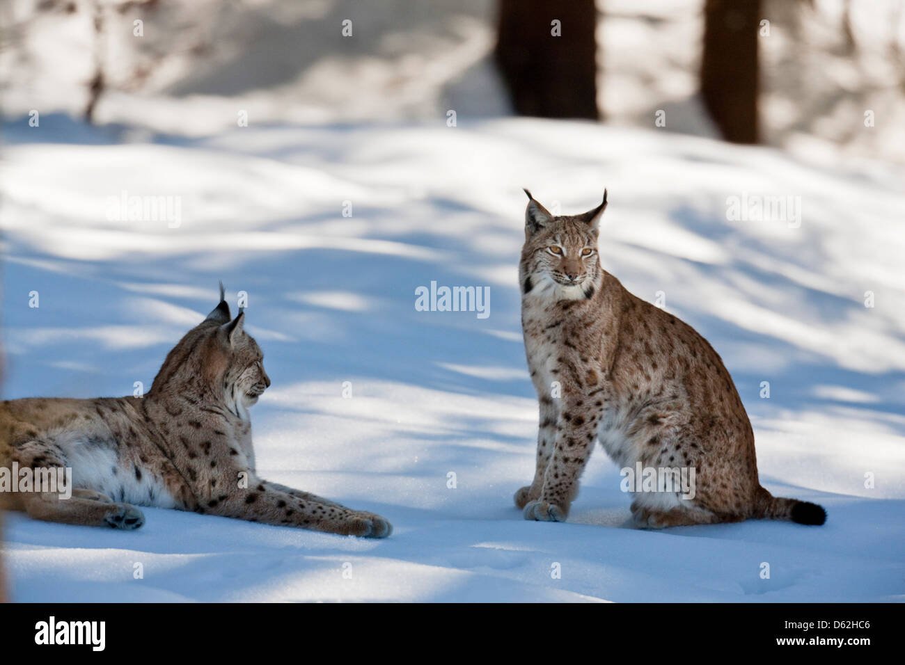 Paire de Lynx Boréal (Lynx lynx), sous-espèce carpathica, dans la neige, à jouer. Germany, Bavaria, parc national Bayerischer Wald. Banque D'Images