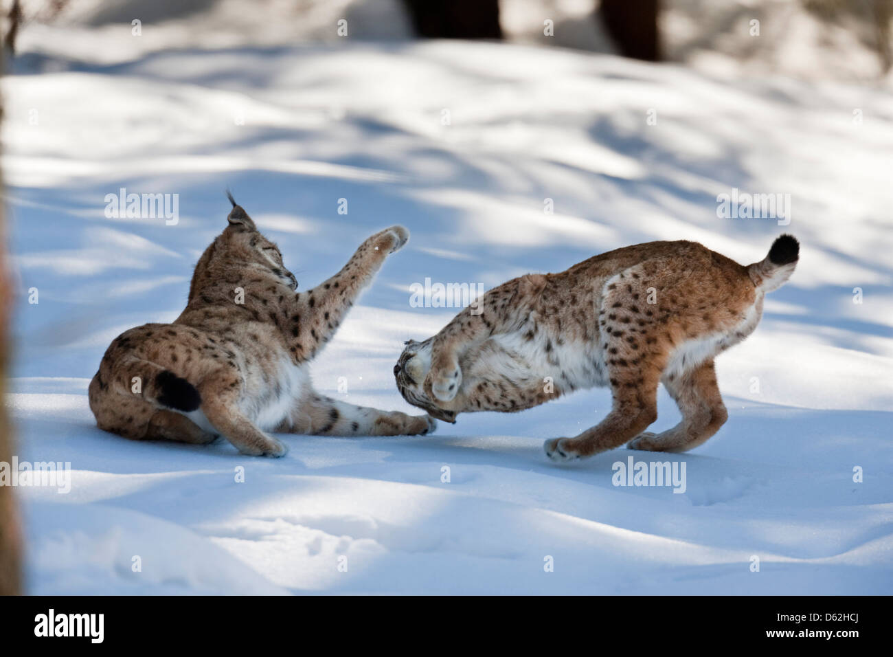 Paire de Lynx Boréal (Lynx lynx), sous-espèce carpathica, dans la neige, à jouer. Germany, Bavaria, parc national Bayerischer Wald. Banque D'Images