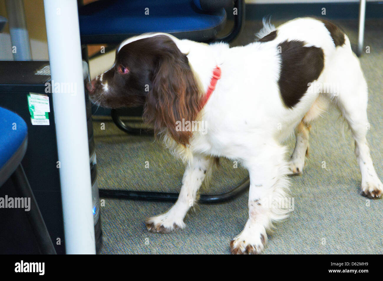 Un Épagneul Springer utilisée comme drogue search dog par une force de police Banque D'Images