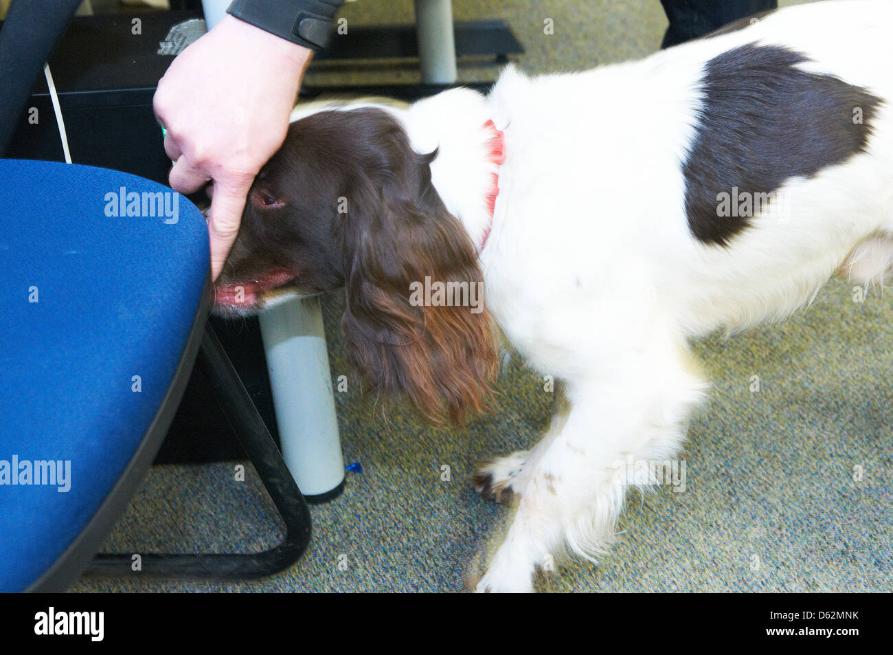 Un Épagneul Springer utilisée comme drogue search dog par une force de police Banque D'Images