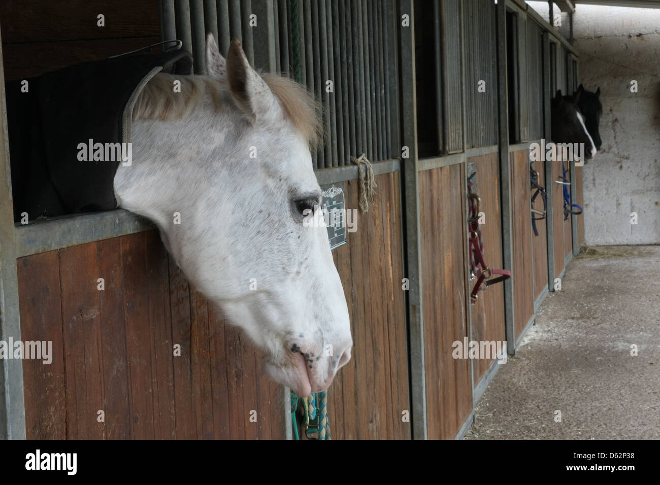 Etalons cheval puissant dans l'enceinte d'une grange d'une école d'équitation Banque D'Images