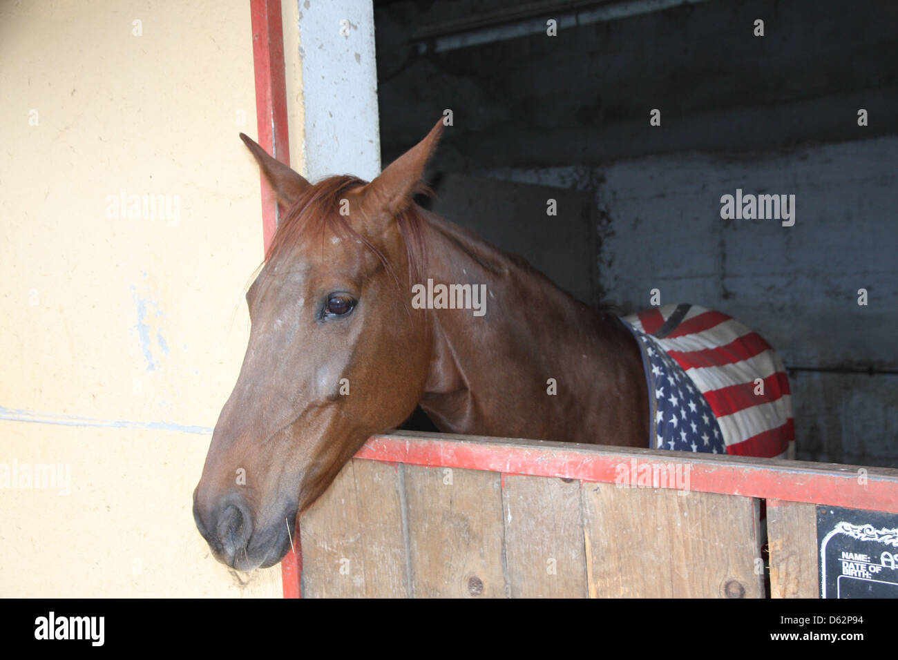 Avant la course de chevaux à l'Hippodrome Banque D'Images