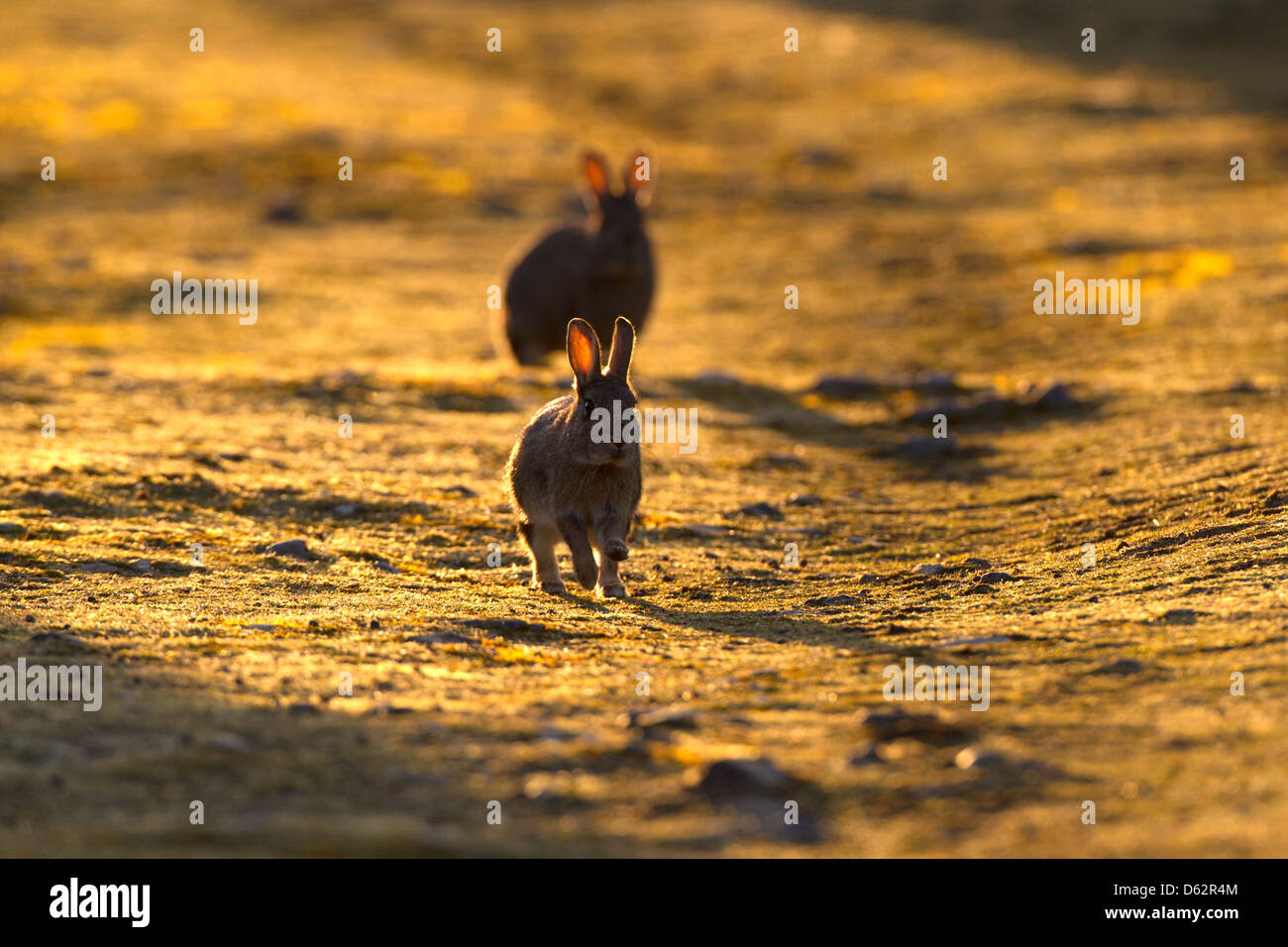 Oryctolagus cuniculas - les lapins sauvages à travers l'herbage, coucher du soleil contre le rétro-éclairage Banque D'Images