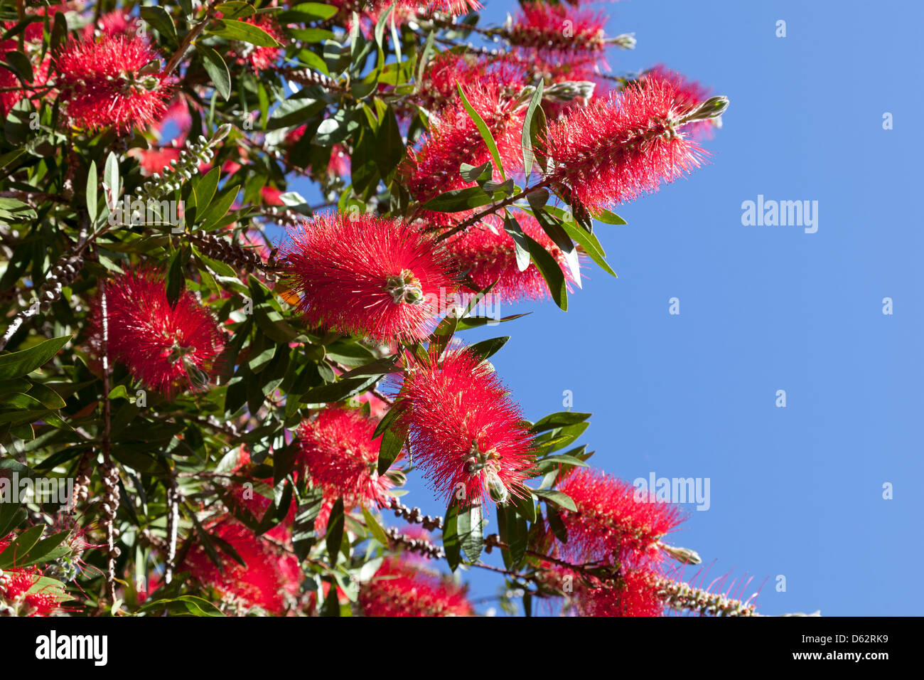 Les fleurs rouges de l'Arbre Pohutukawa en Nouvelle Zélande Banque D'Images