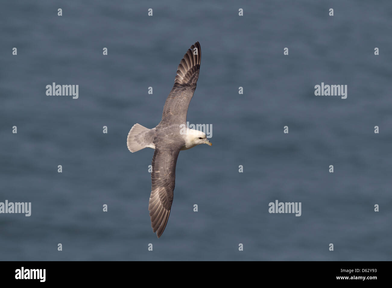 Le Fulmar (Fulmarus glacialis) - en vol Banque D'Images