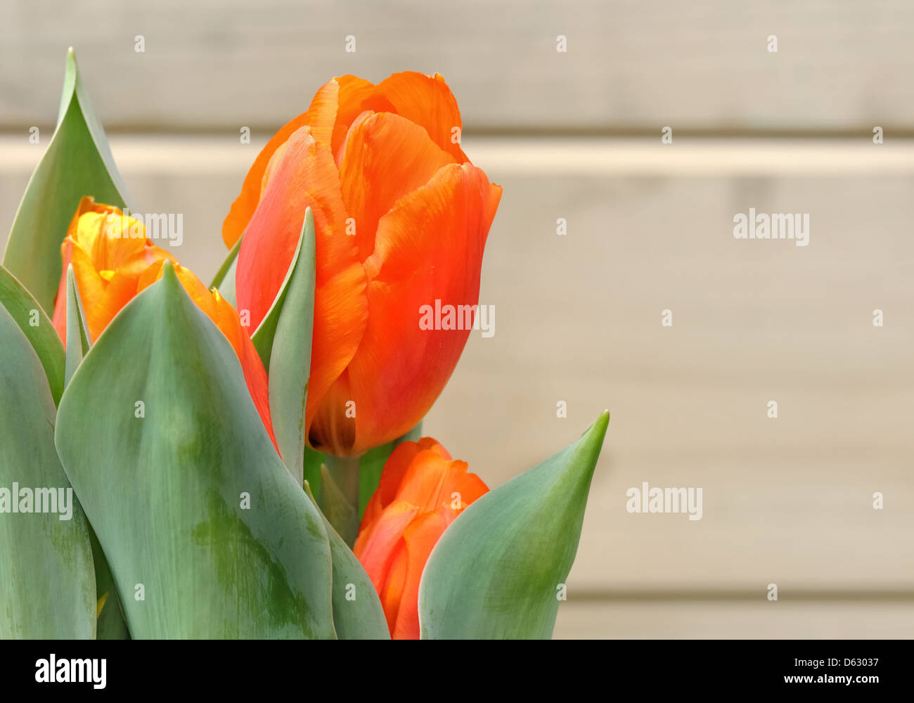 Libre d'une belle tulipe orange sur un fond de bois Banque D'Images