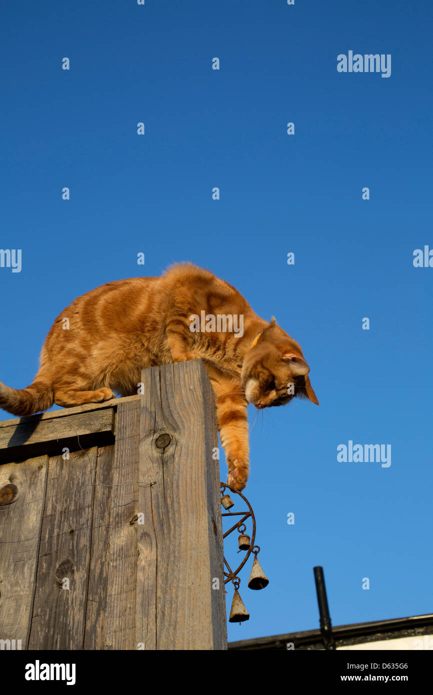 Le gingembre cat assis sur le haut d'un poteau de clôture de patte une cloche ci-dessous Banque D'Images