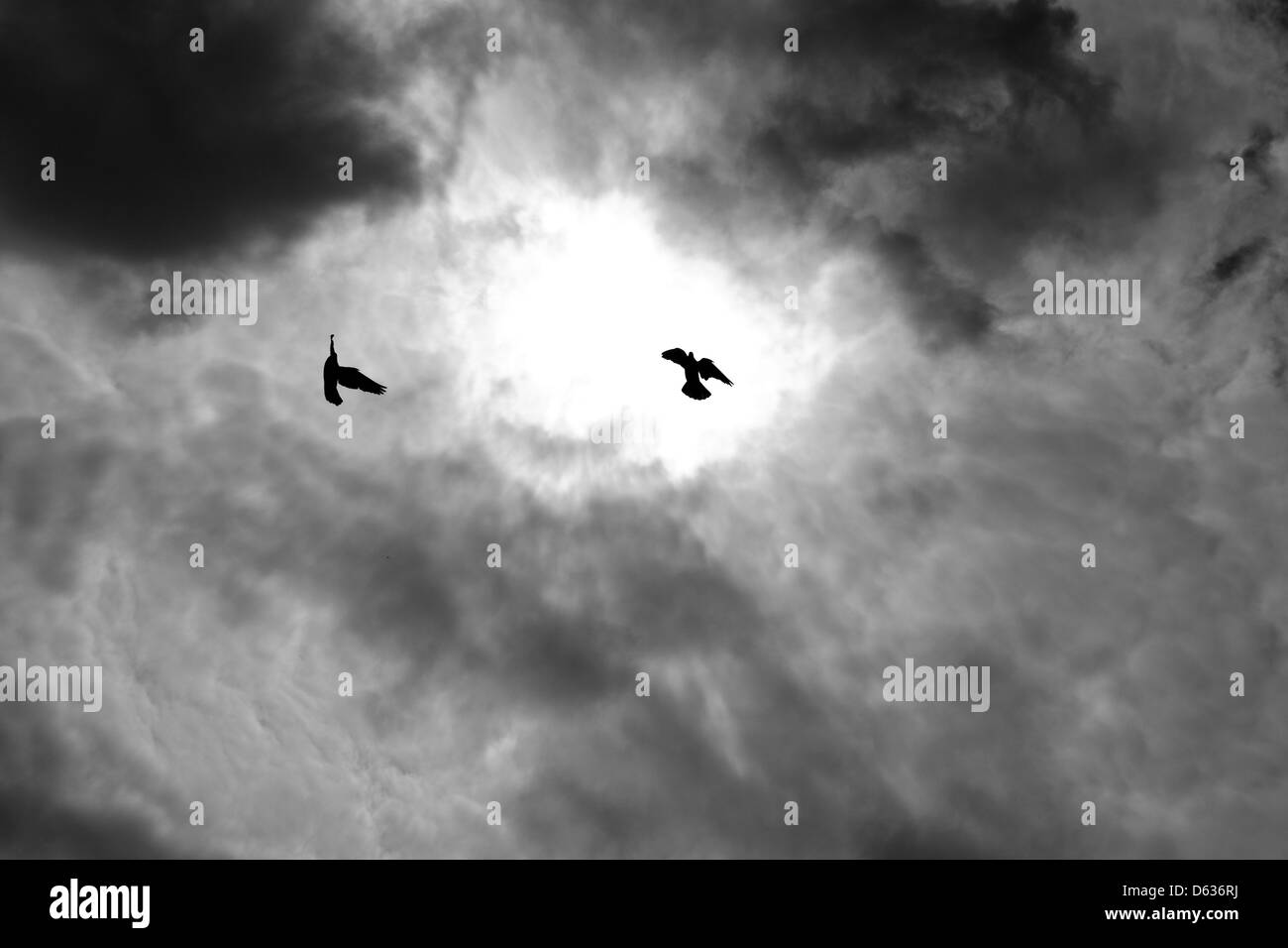 Deux oiseaux en vol sous certains intéressant la formation des nuages Banque D'Images