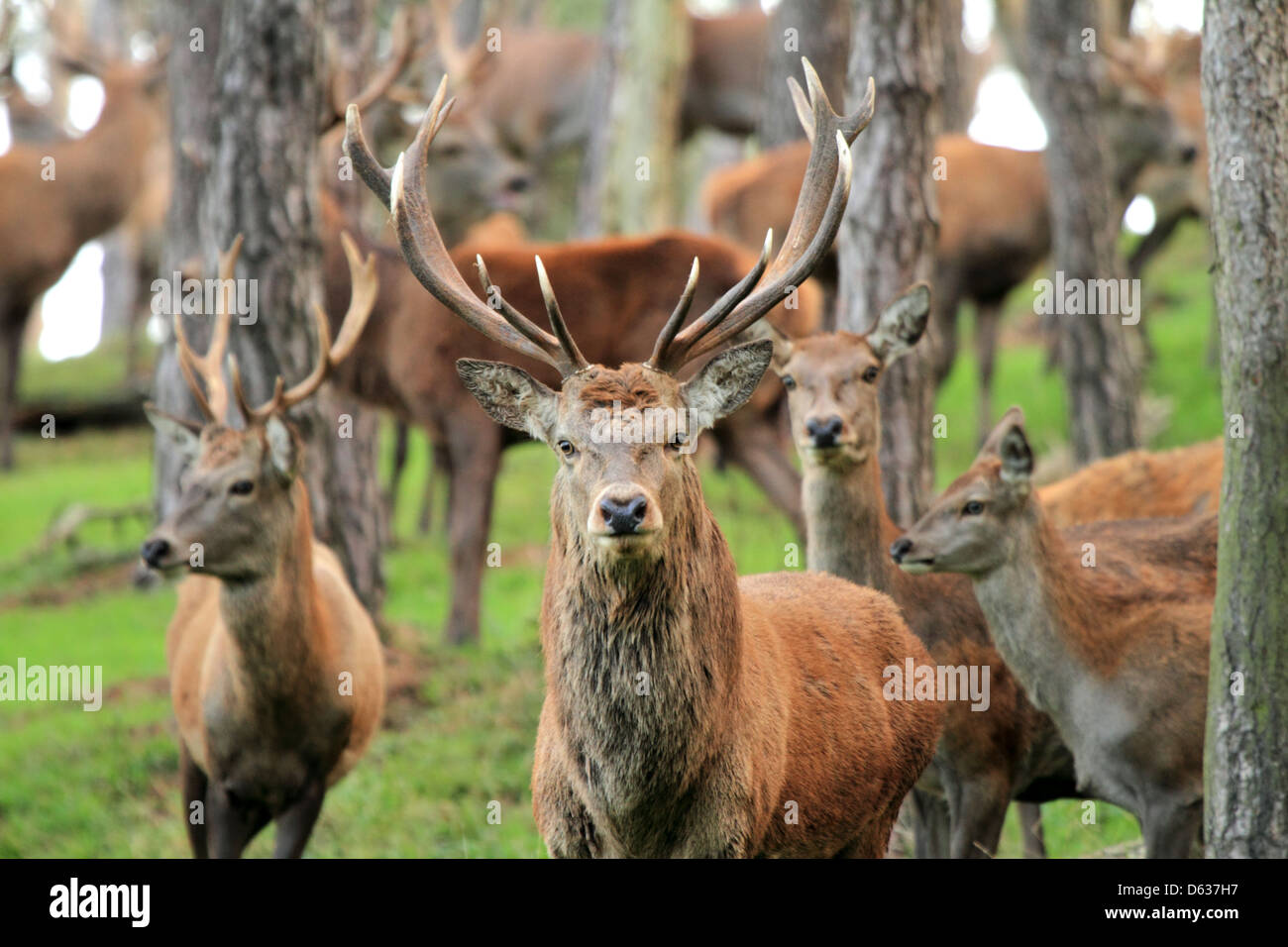 Red Deer Stag mature avec biches et cerf pour mineurs derrière. Banque D'Images