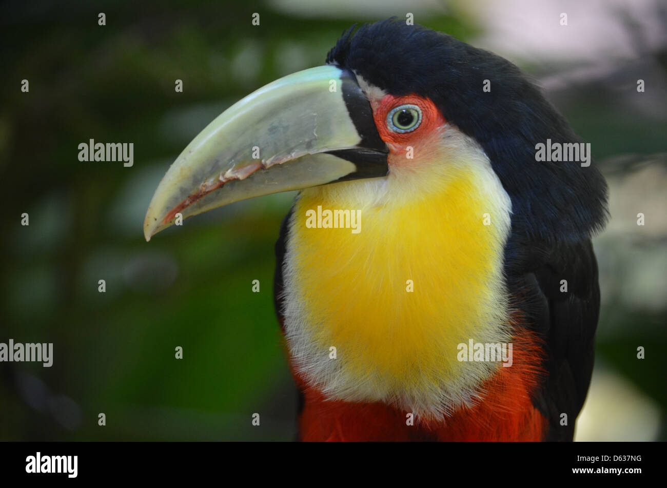 Toucan d'Amérique du Sud à l'logo Marchand Parque das Aves bird park, Iguazu, Brésil Banque D'Images