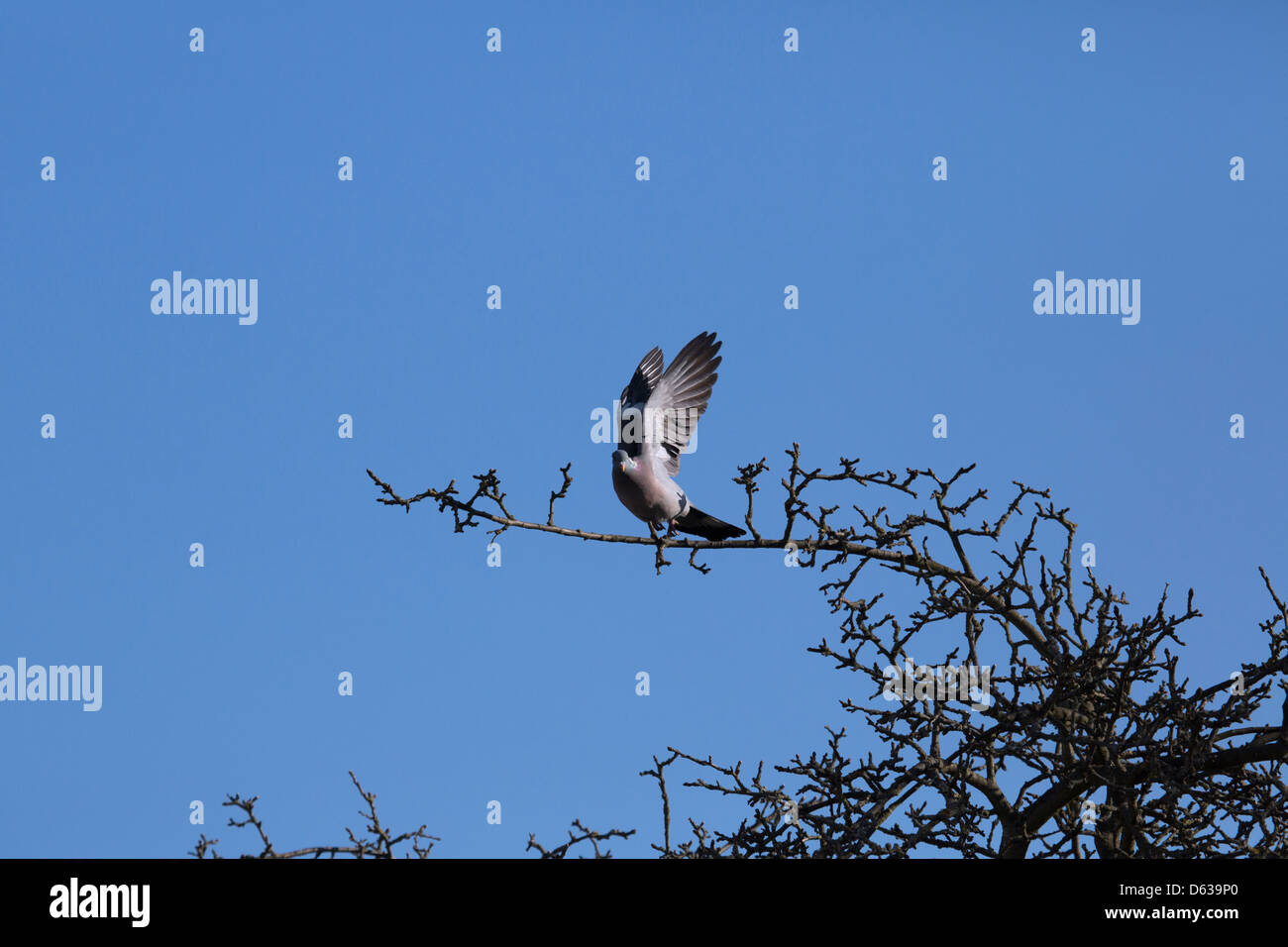 Flying Pigeon contre ciel bleu clair landing on tree branch Banque D'Images