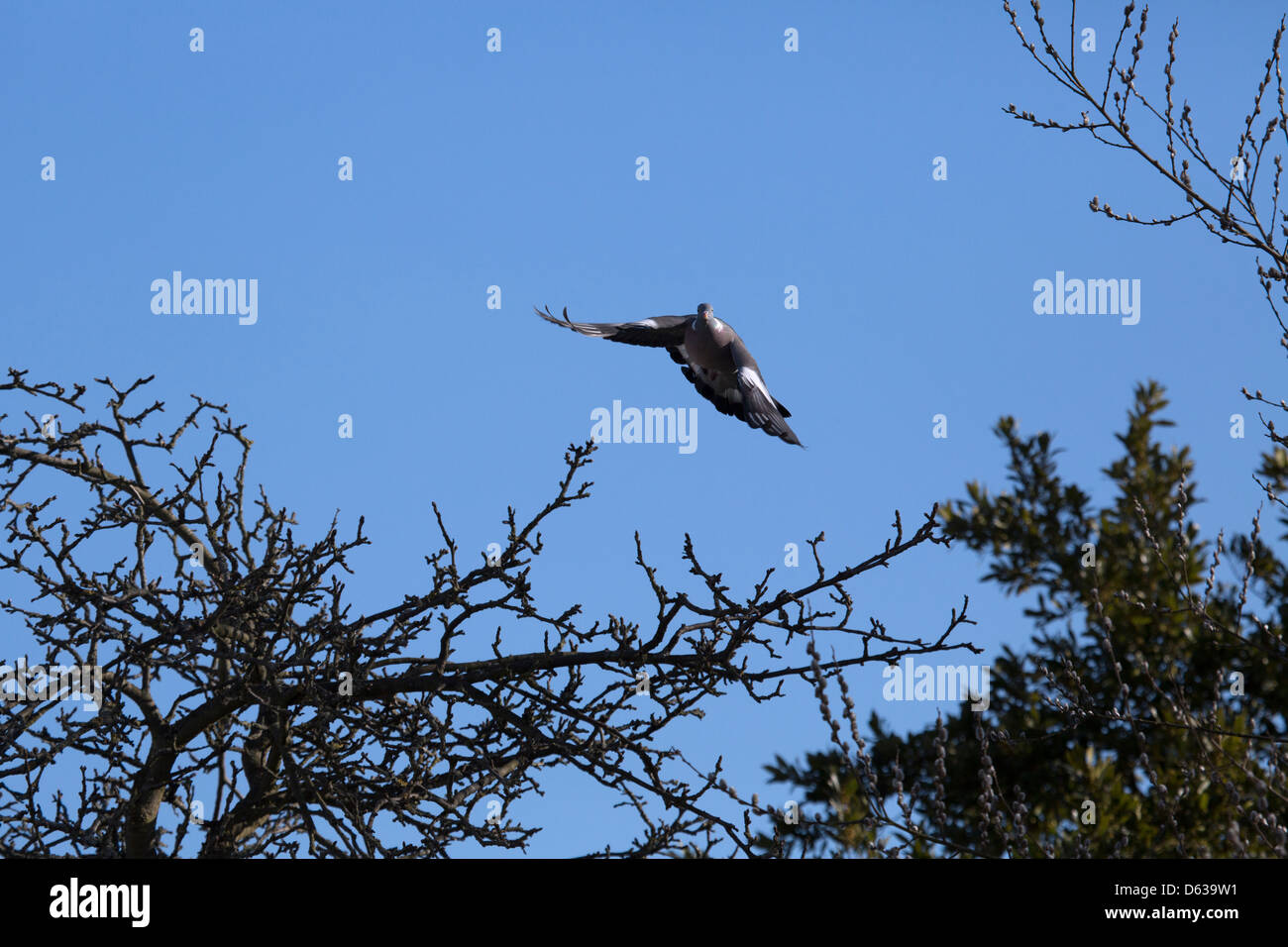 Flying Pigeon contre ciel bleu clair landing on tree branch Banque D'Images Flying Pigeon contre ciel bleu clair landing on tree branch Banque D'Images