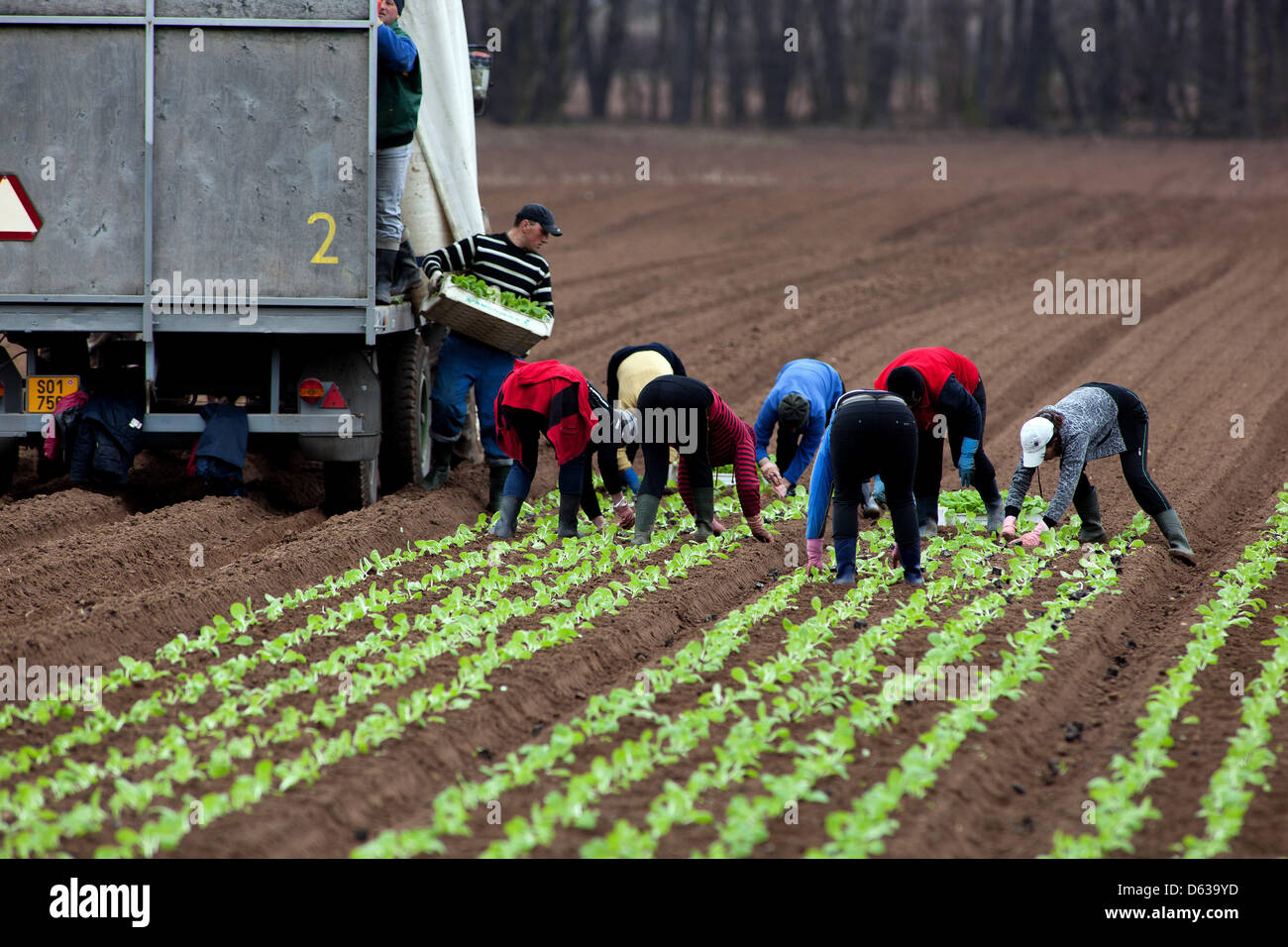 Travailleurs saisonniers - femmes plantant du chou chinois dans la rangée tchèque République agricole ferme Banque D'Images