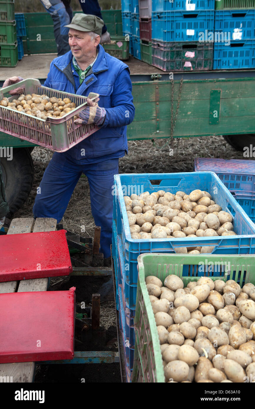 Plants de printemps de pommes de terre préparation de semis en caisses, République tchèque Agriculture agricole Banque D'Images