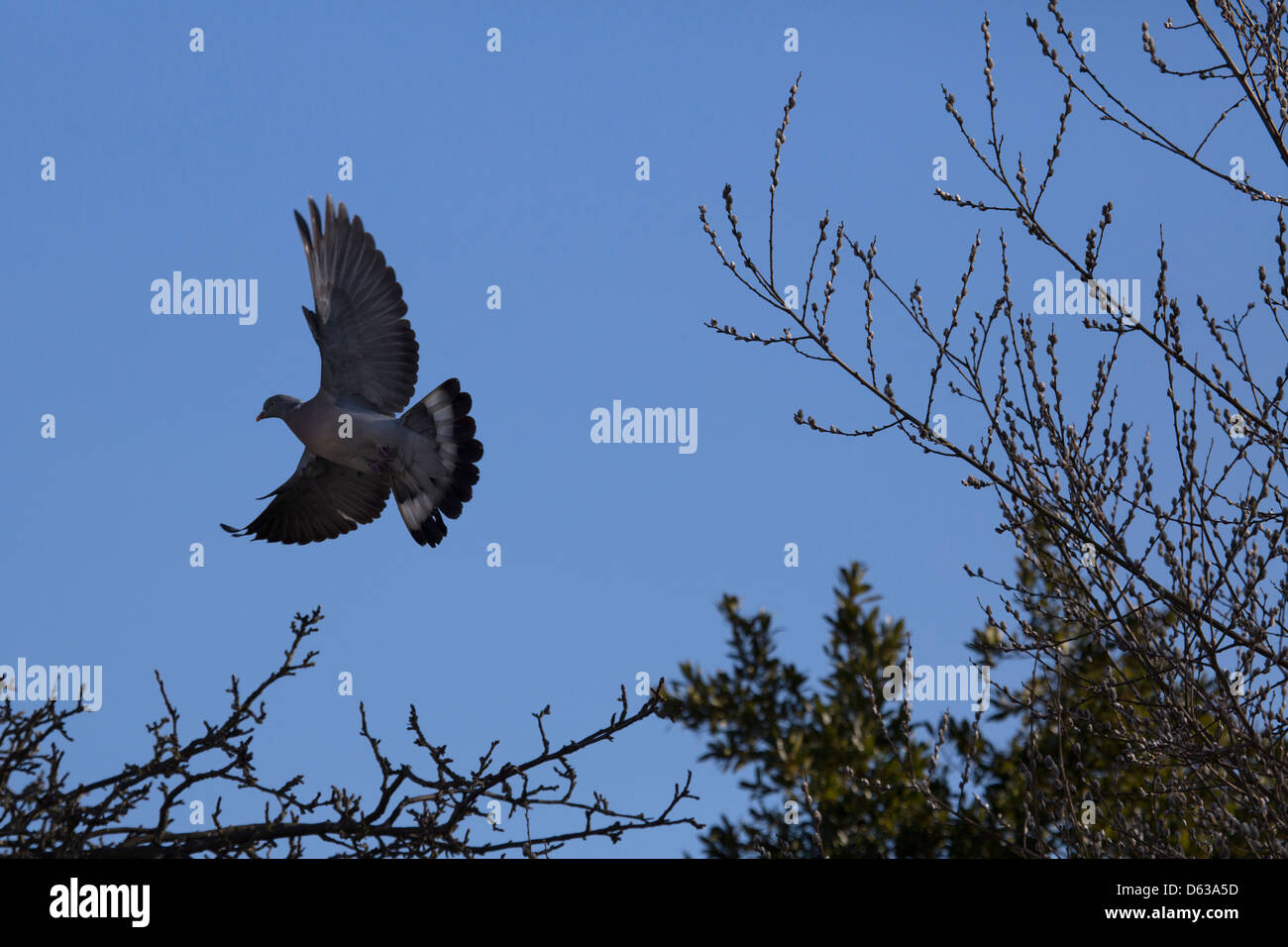 Flying Pigeon contre ciel bleu clair landing on tree branch Banque D'Images Flying Pigeon contre ciel bleu clair landing on tree branch Banque D'Images