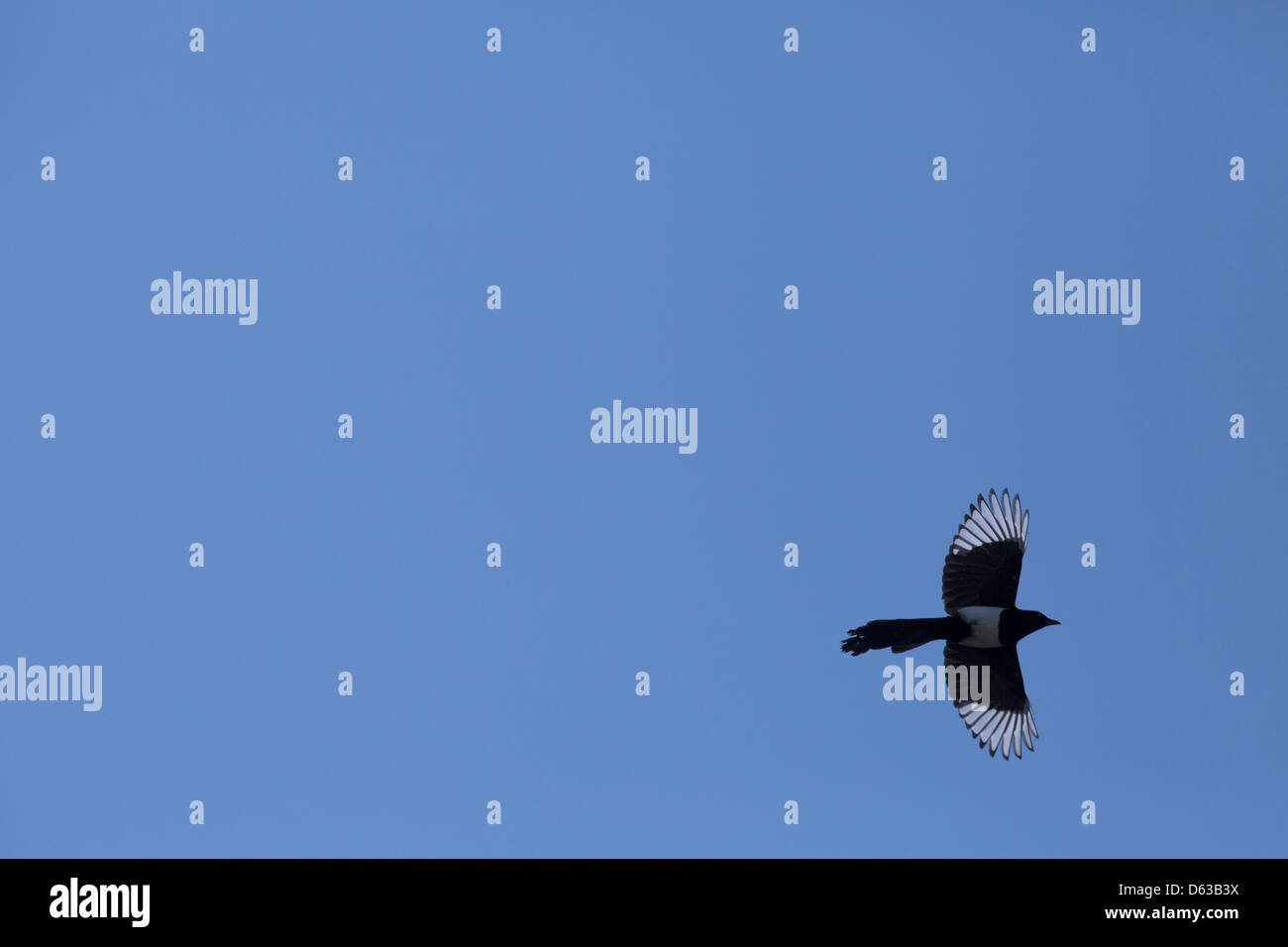 Magpie voler contre ciel bleu clair Banque D'Images