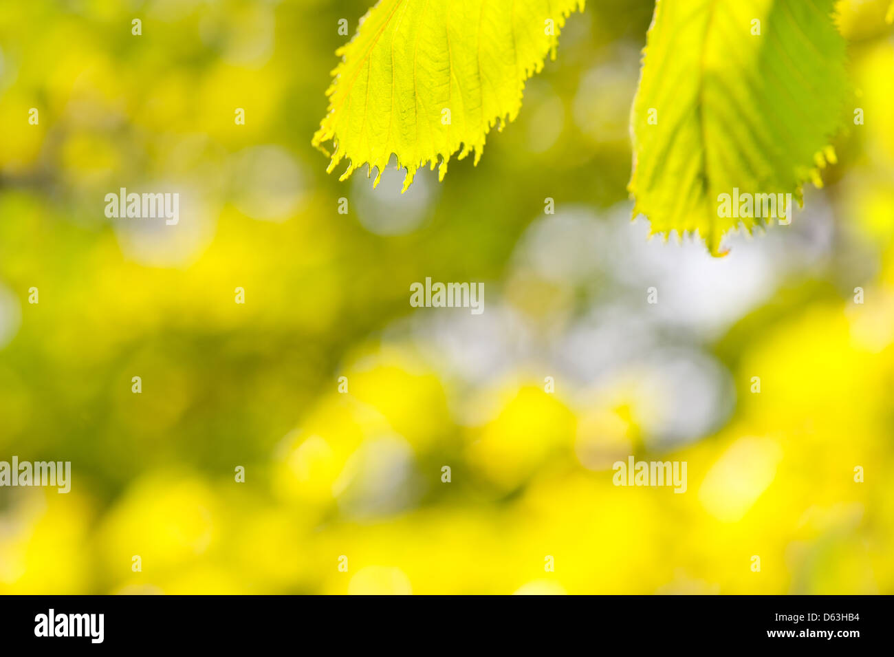 Les feuilles vertes du printemps et de l'espace flou Banque D'Images