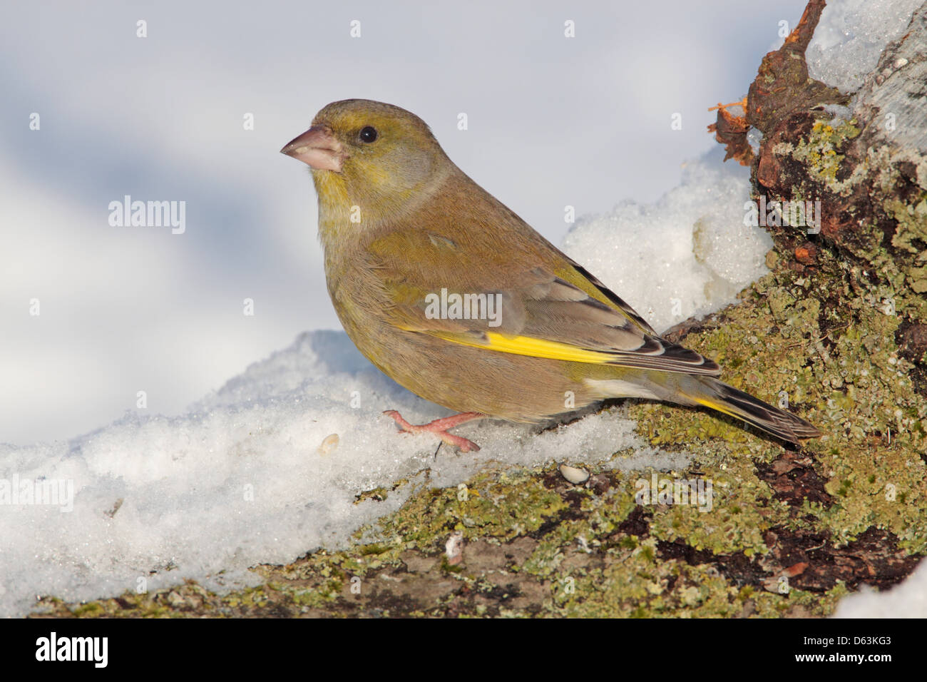 Mâle Carduelis chloris Greenfinch eurasien Banque D'Images