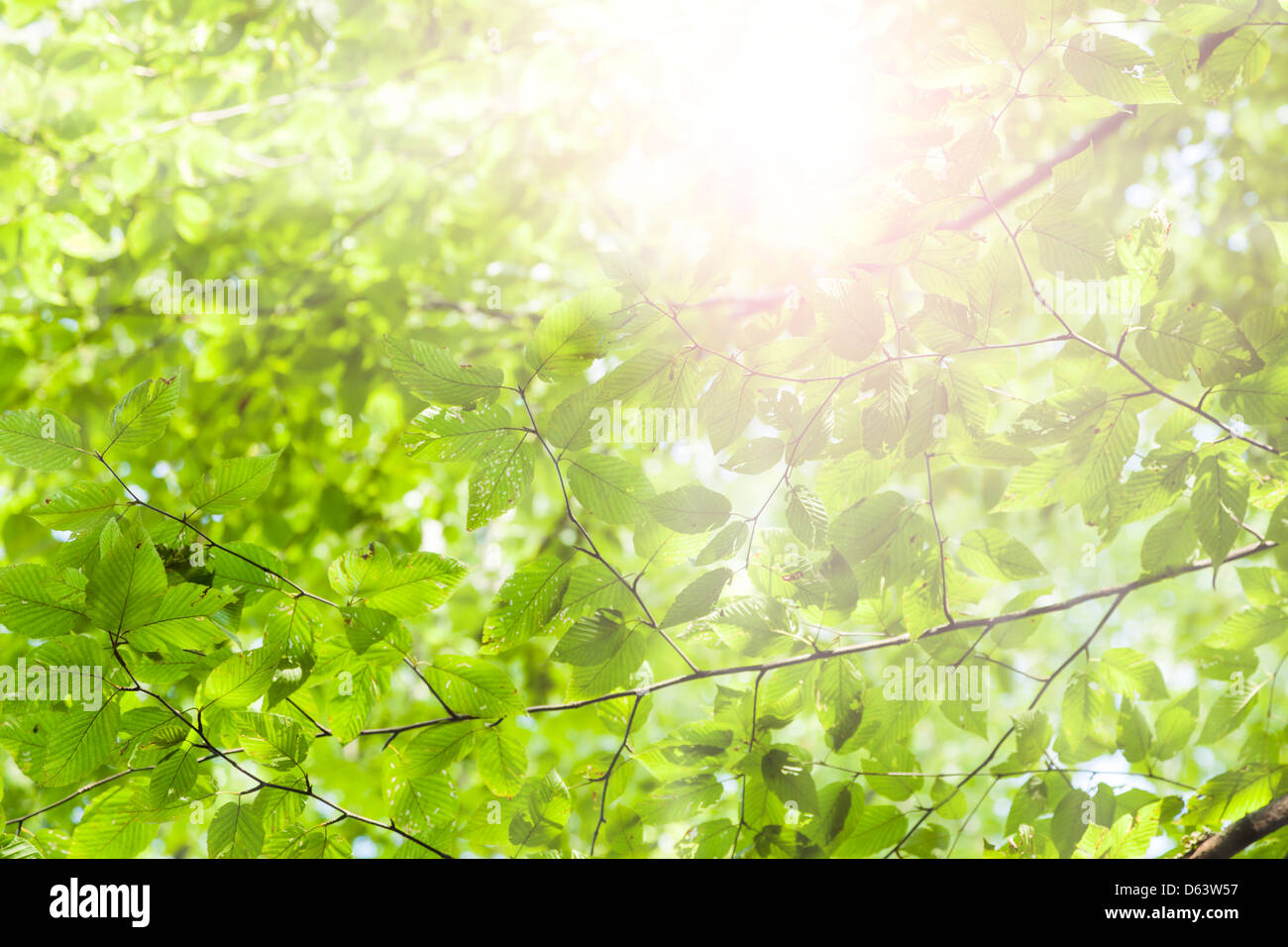 Soleil d’été Banque D'Images