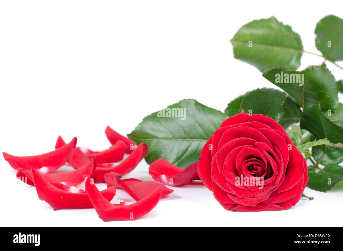 Les roses rouge isolé sur fond blanc Banque D'Images