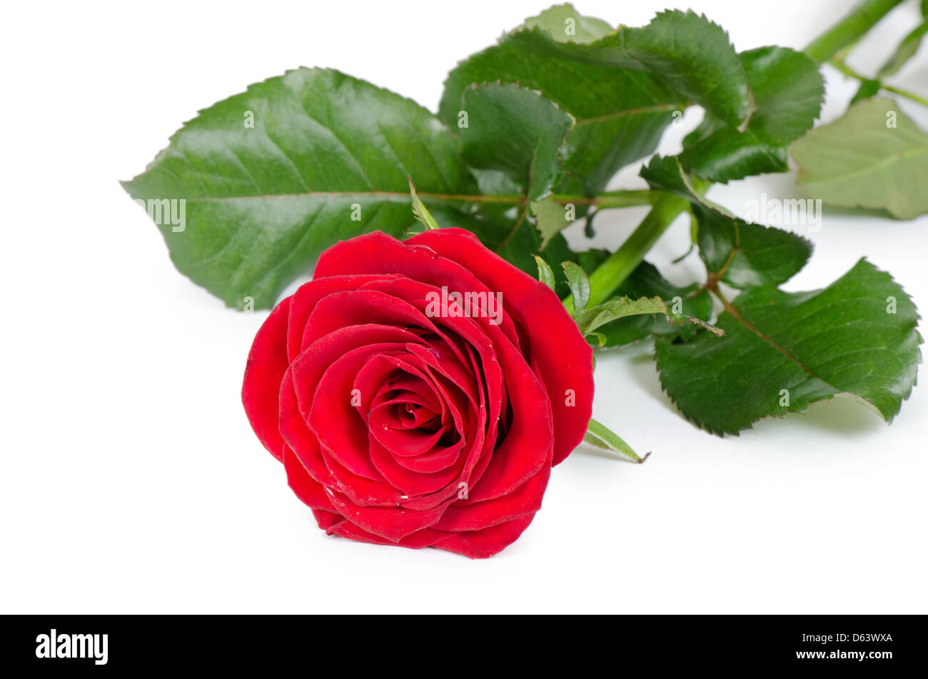 Les roses rouge isolé sur fond blanc Banque D'Images