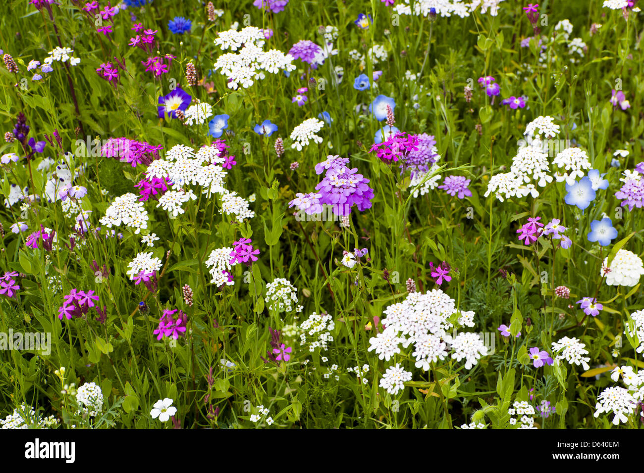 Fleurs Banque D'Images