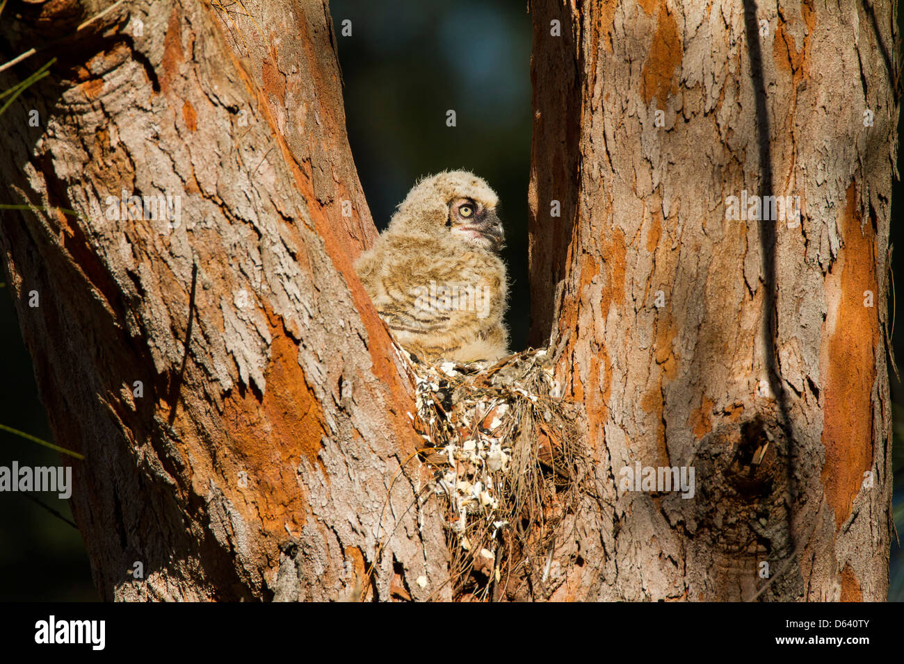 Le Grand-duc phalène dans le nid - Bubo virginianus Banque D'Images