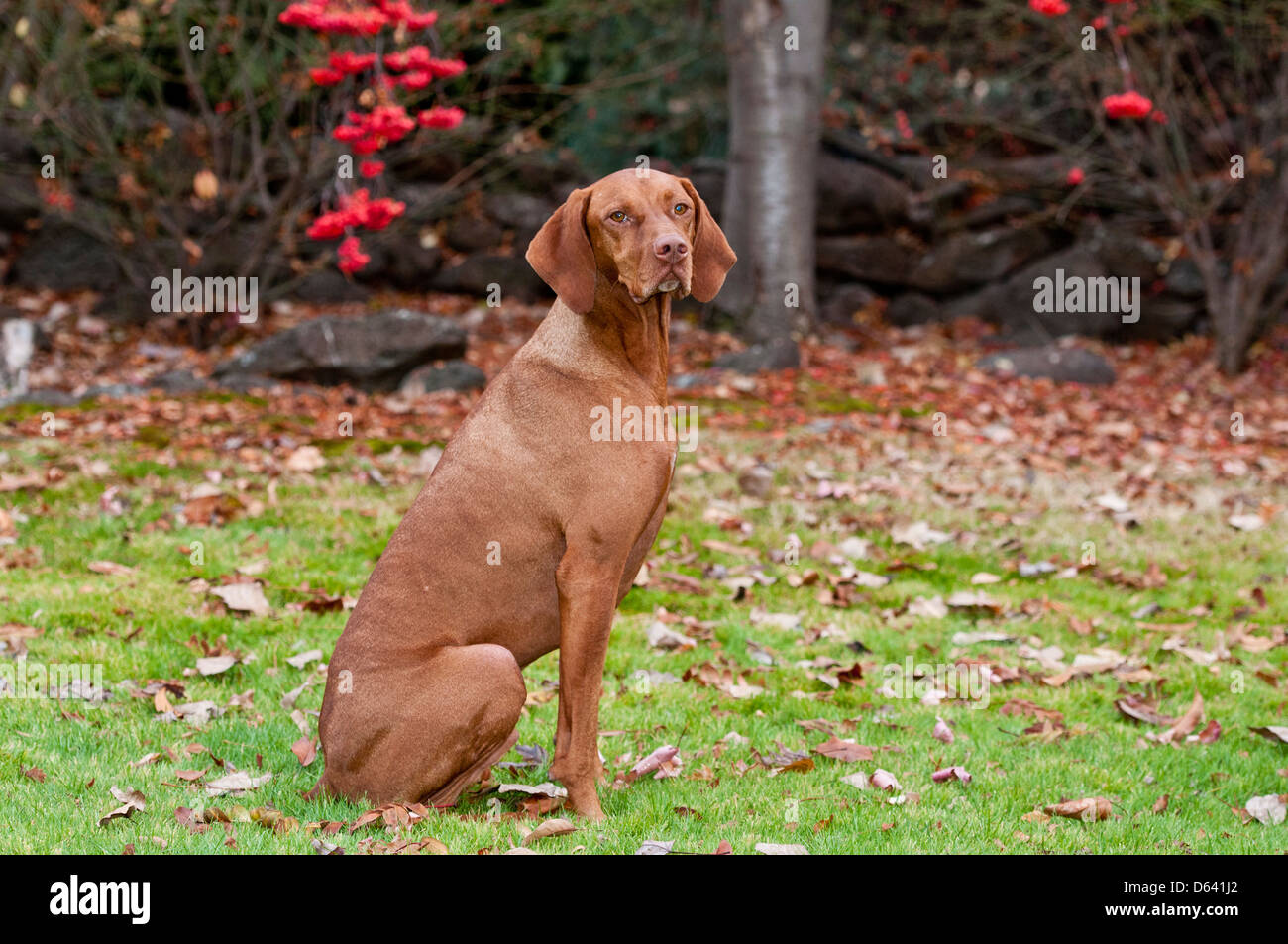 Le Rhodesian Ridgeback Banque D'Images