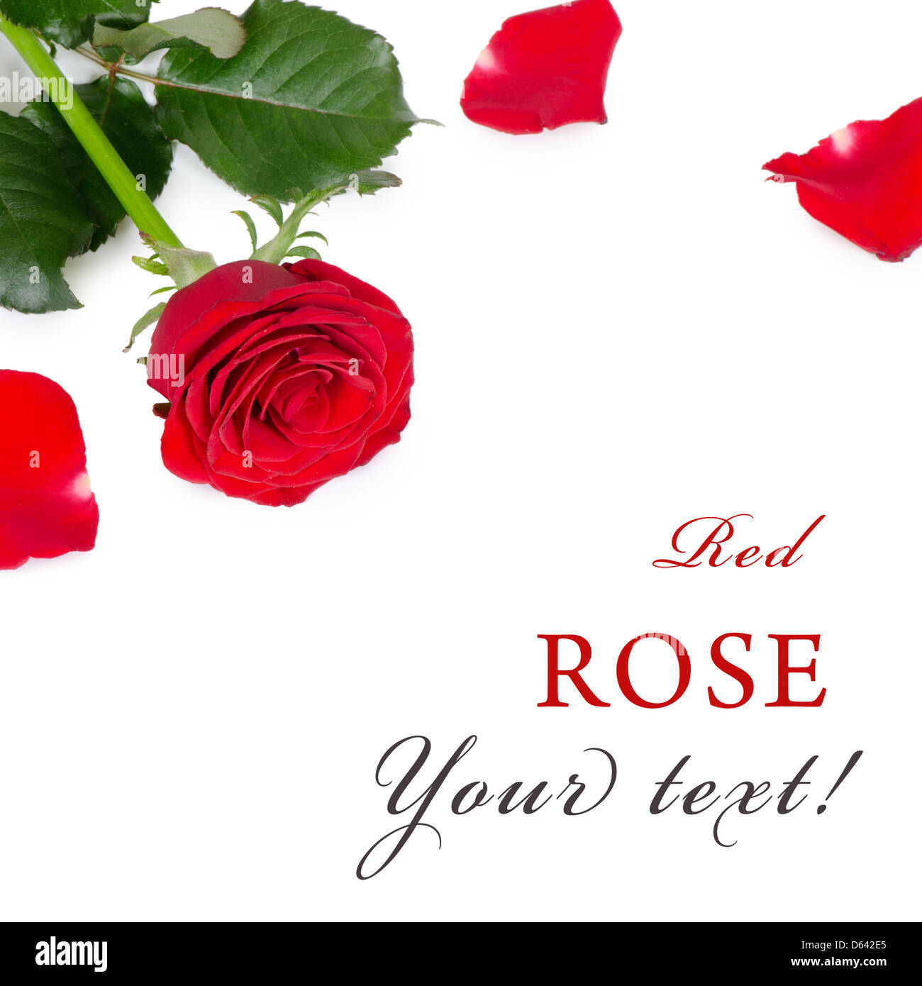 Les roses rouge isolé sur fond blanc Banque D'Images