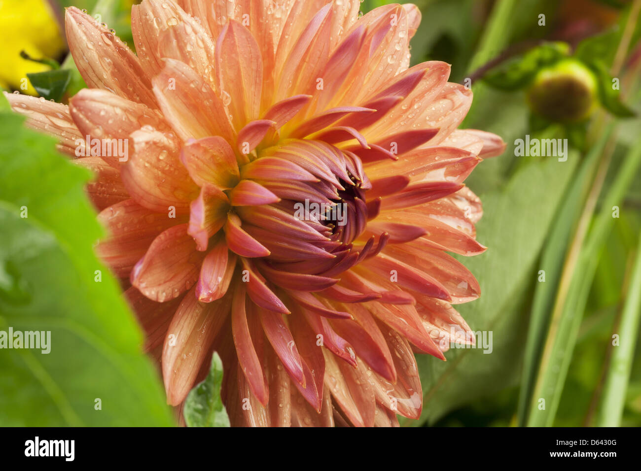 Fleur dahlia rose foncé sur fond d'herbe Banque D'Images