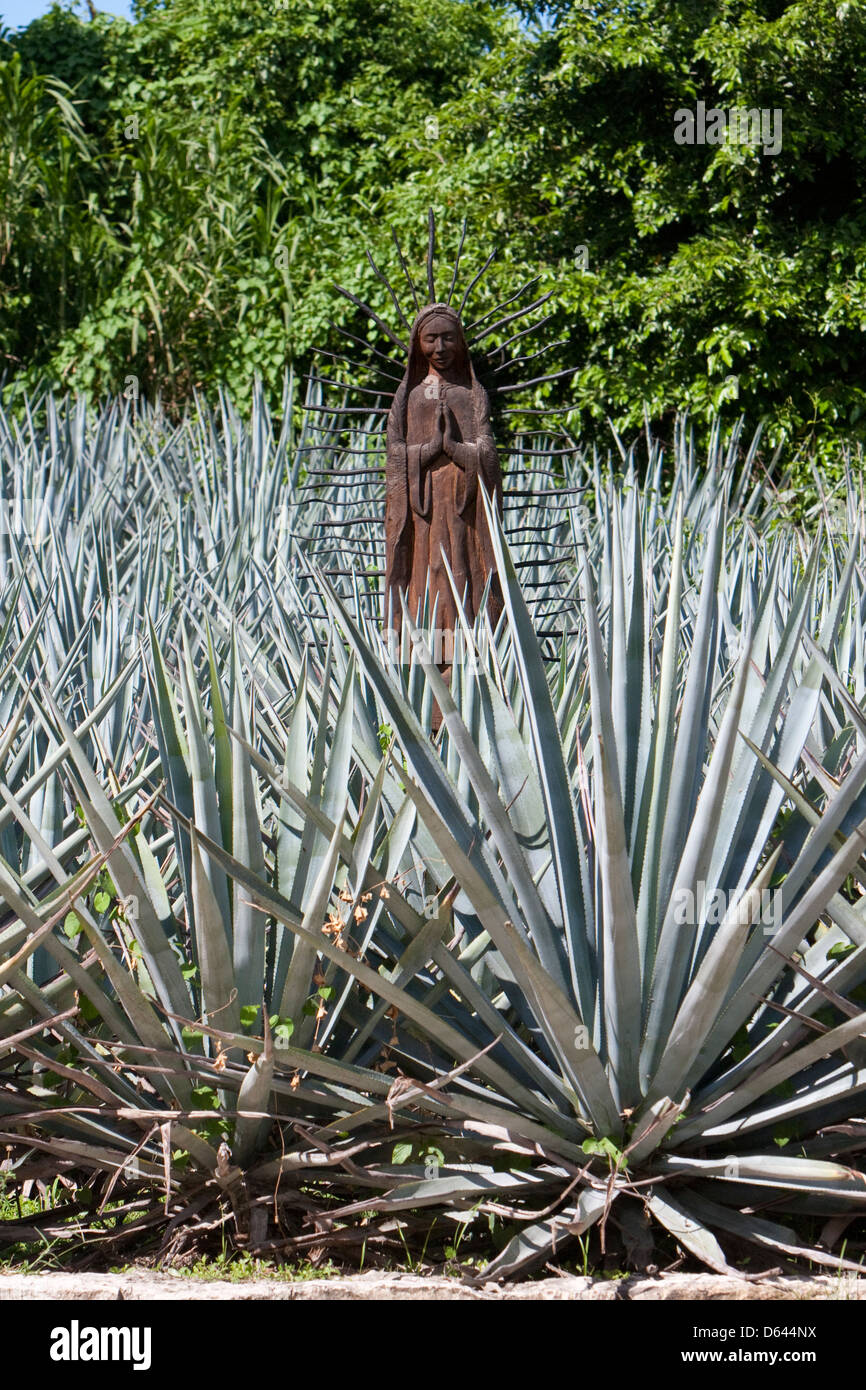 Vierge Marie dans le champ d'agaves, Xcaret, Riviera Maya, Yucatan, Mexique. Banque D'Images