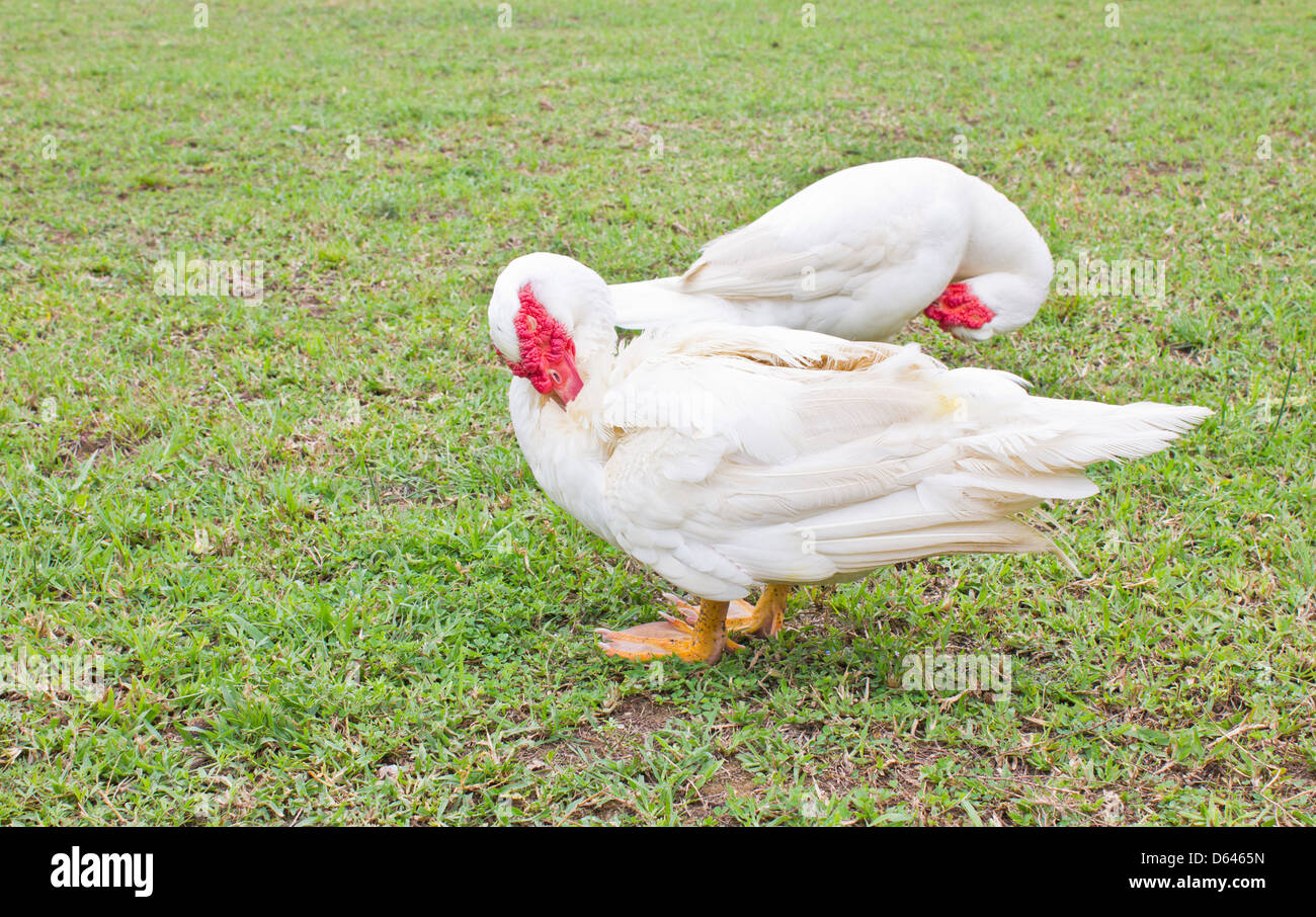 Muscovy duck blanc nettoyer lui-même sur l'herbe verte. Banque D'Images
