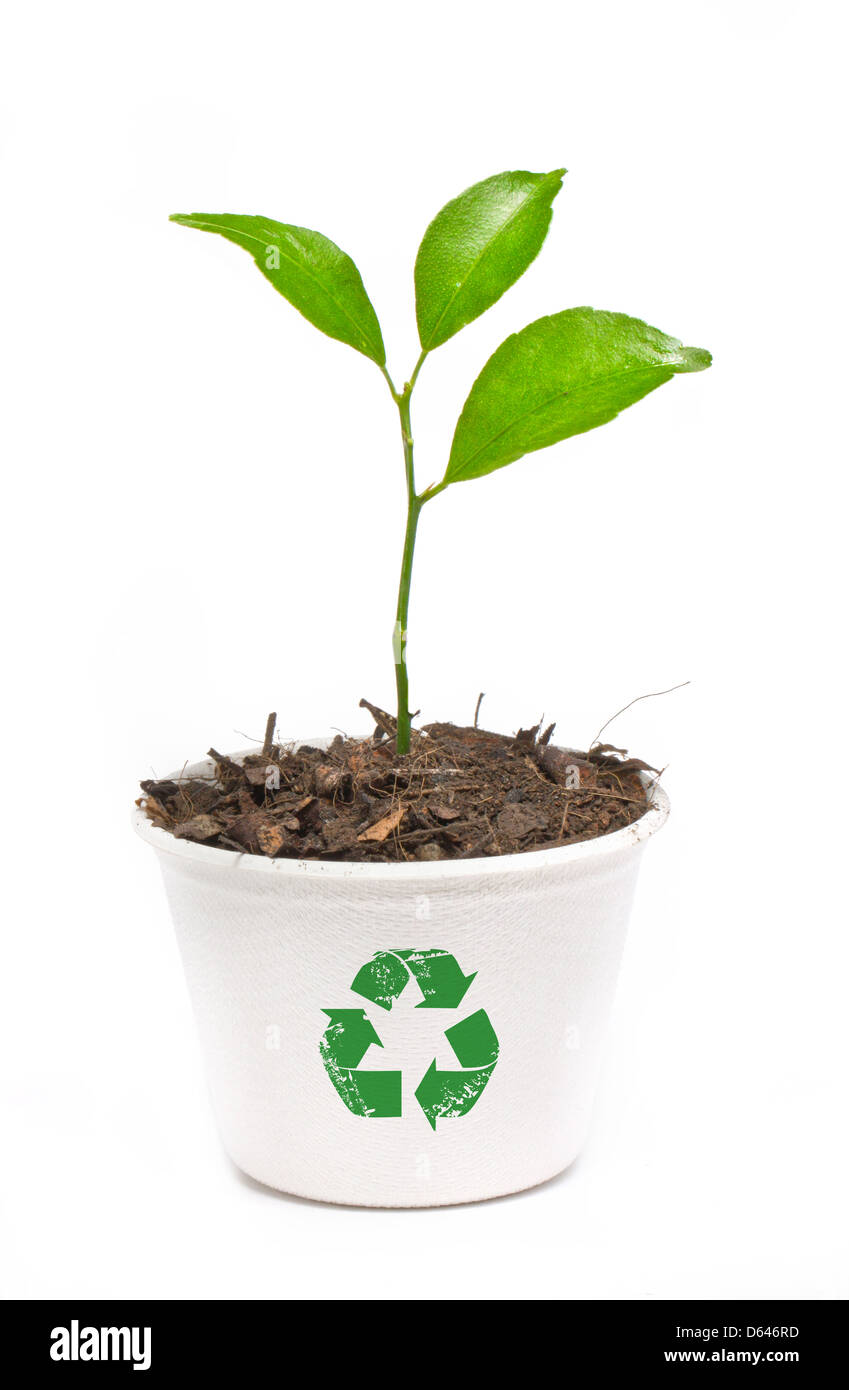 Petit arbre en papier recycler pot isolé sur fond blanc. Banque D'Images