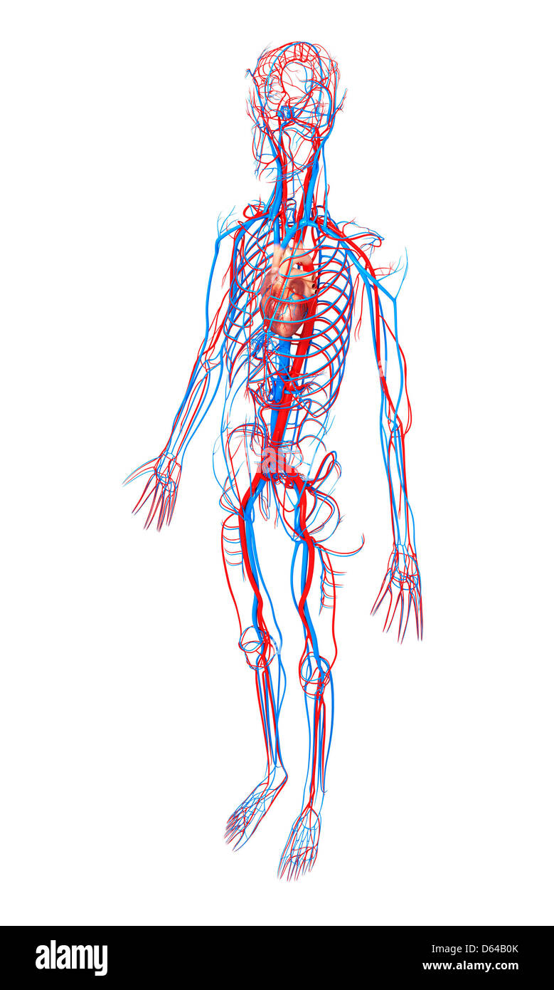 Système cardiovasculaire, artwork Banque D'Images