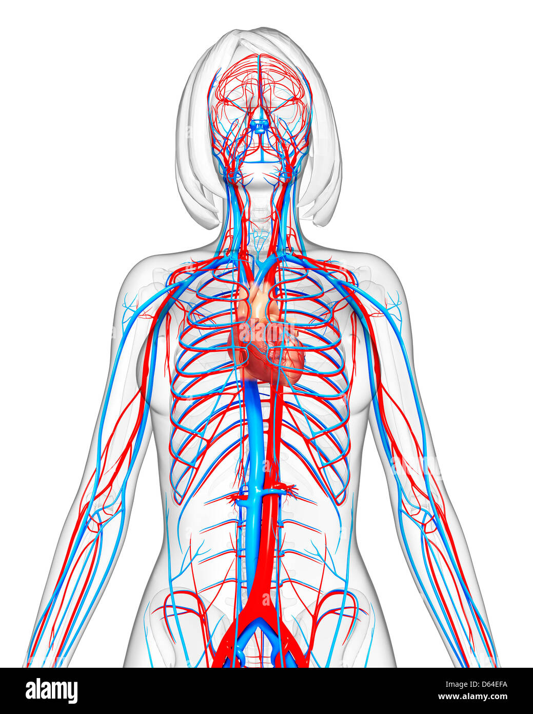 Système cardiovasculaire des femmes, artwork Banque D'Images