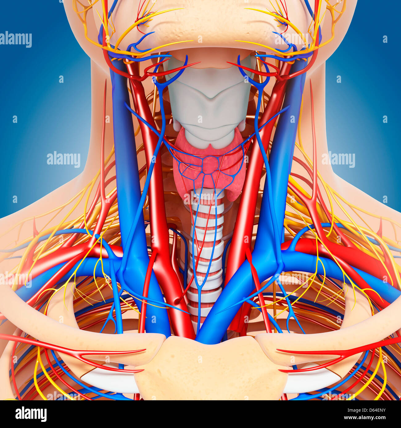 Anatomie du cou, artwork Banque D'Images