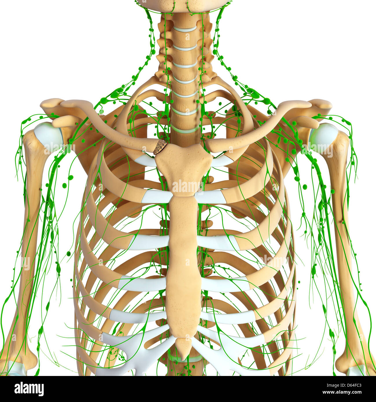 Anatomie du haut du corps Banque de photographies et d’images à haute