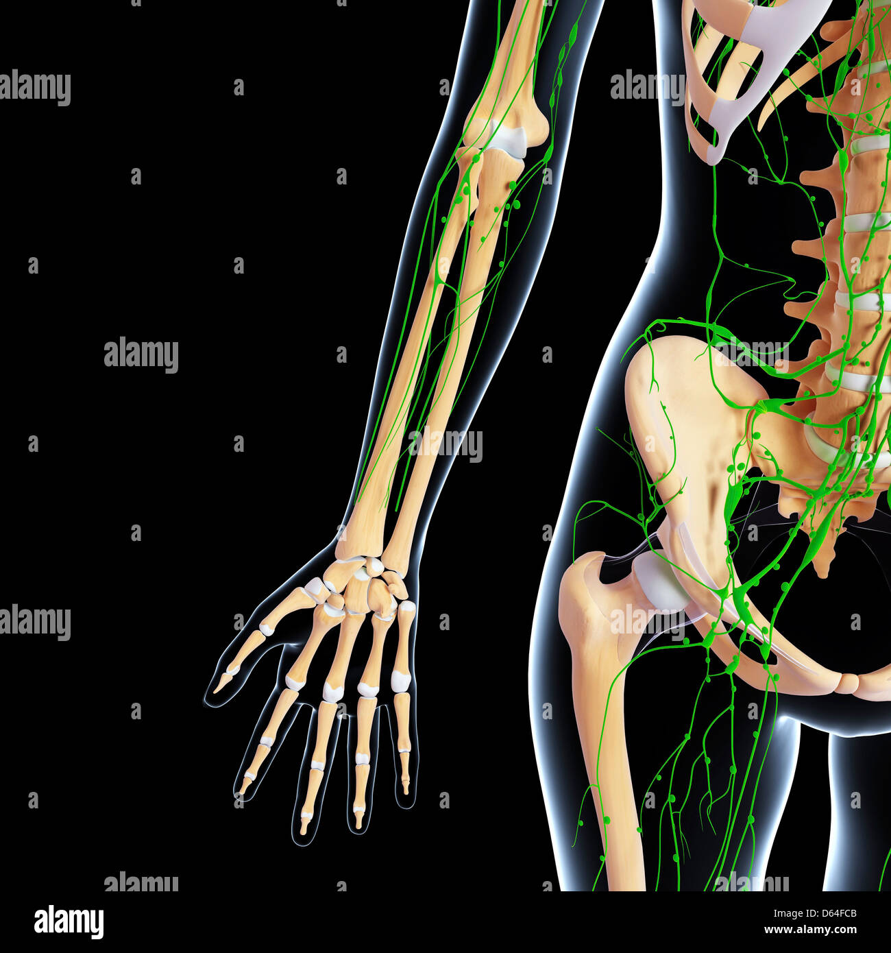 Human Anatomy, artwork Banque D'Images